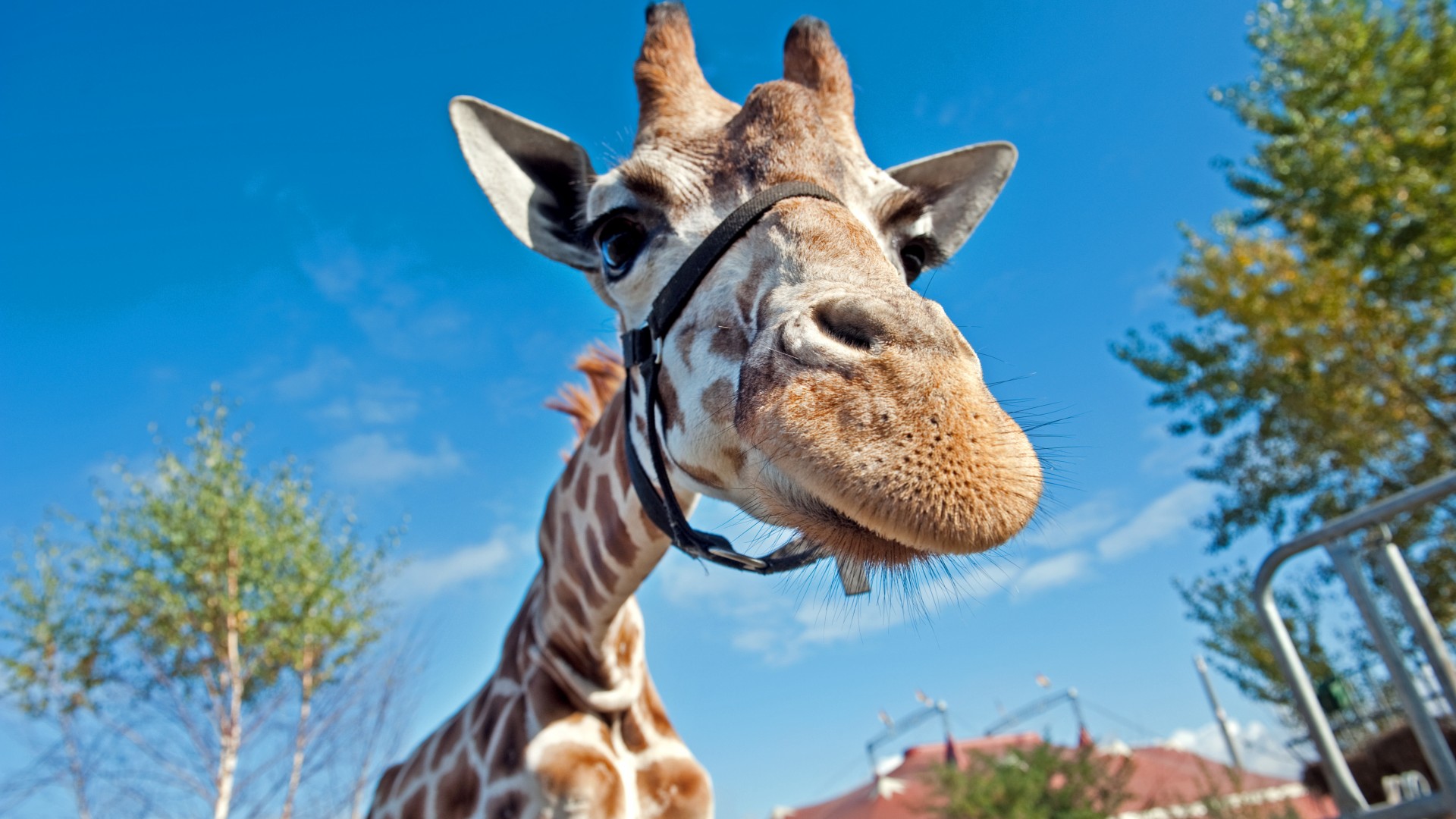 Giraffe, Berolina Circus, Berlin, Germany, blue sky, circus, funny, close-up, tourism (horizontal)