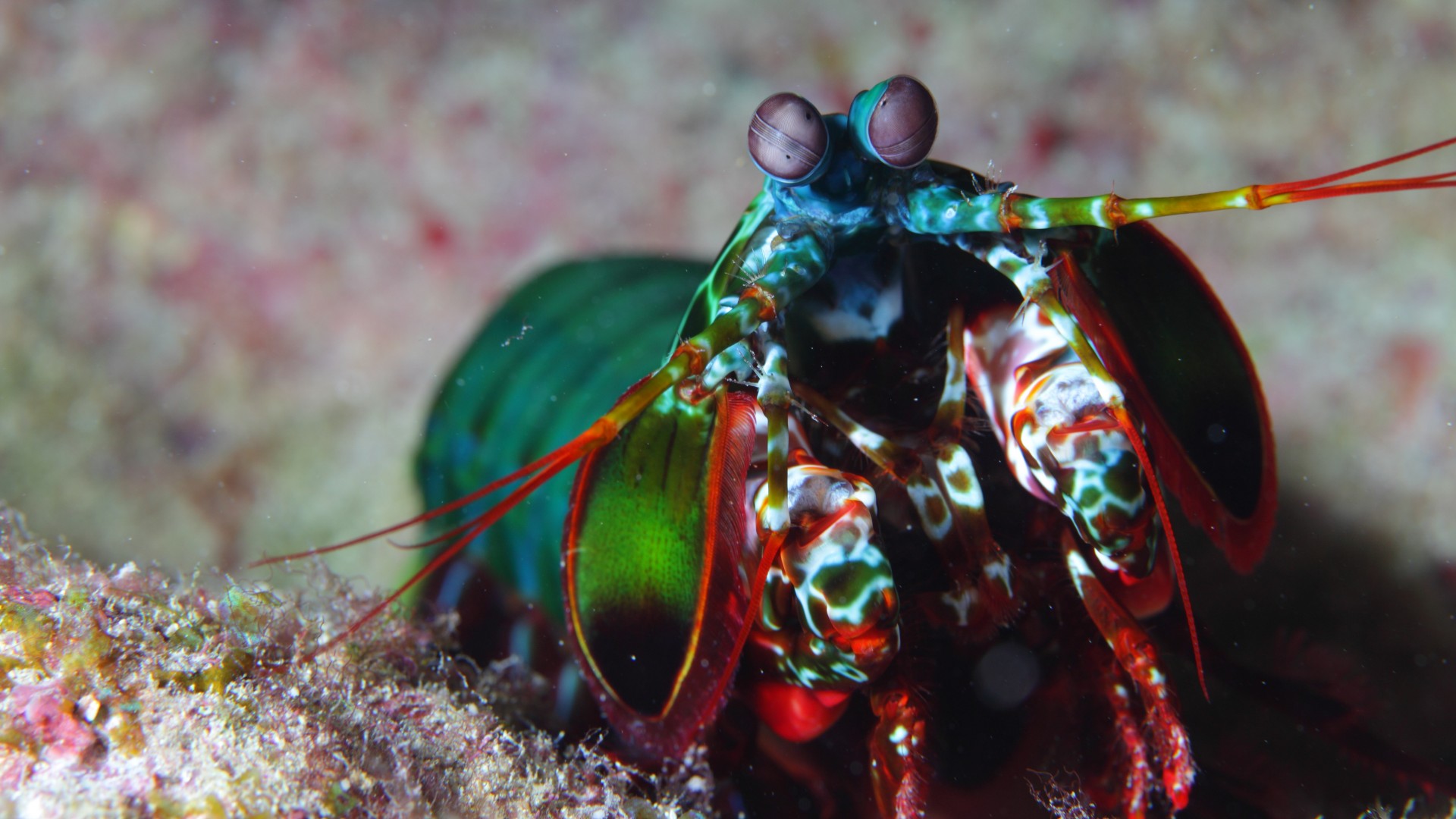 Mantis shrimp, Indian, Pacific, Ocean, Africa, Hawaii, shrimp, colorful, water, underwater, tourism, diving (horizontal)