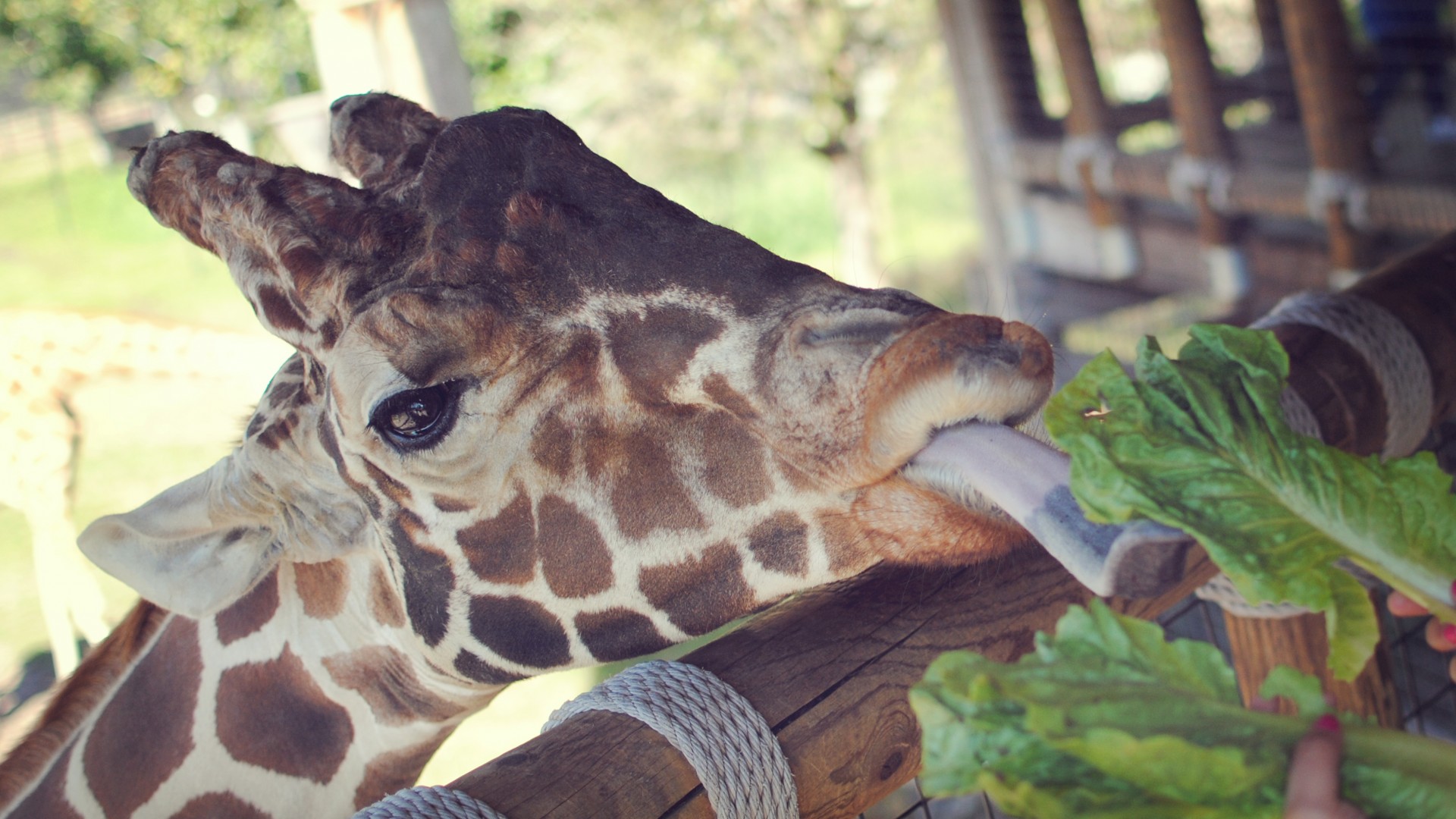 Giraffe, Jacksonville Zoo, animal, tourism, nature, close-up (horizontal)