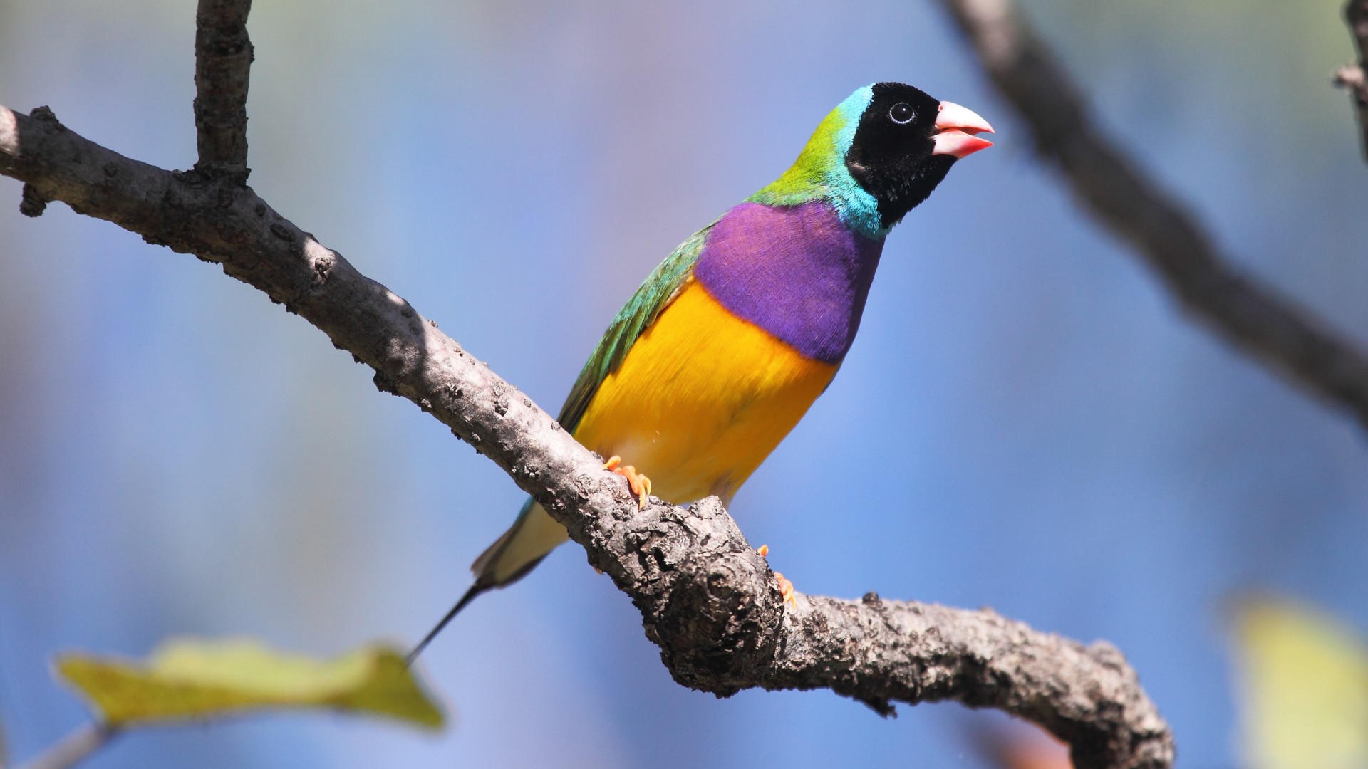 Gouldian finch, bird, Australia, colorful, branch, sky, blue, yellow, nature, animal (horizontal)