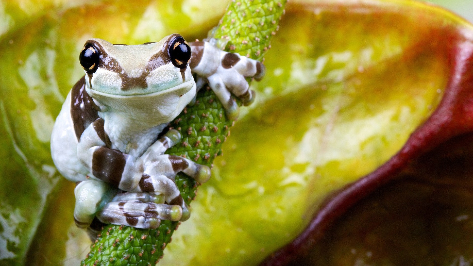 Frog, branch, exotic, white, green, eyes, reptiles, animal, nature (horizontal)