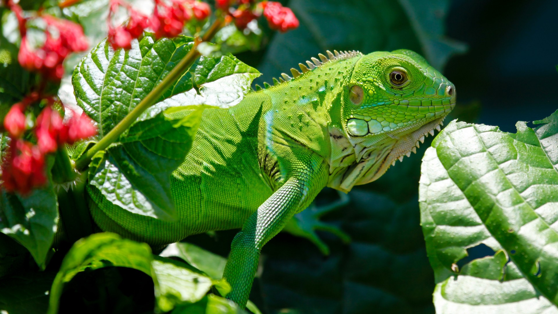 Iguana, reptiles, green, aimal, flowers, eyes, leaves, dragon, nature (horizontal)