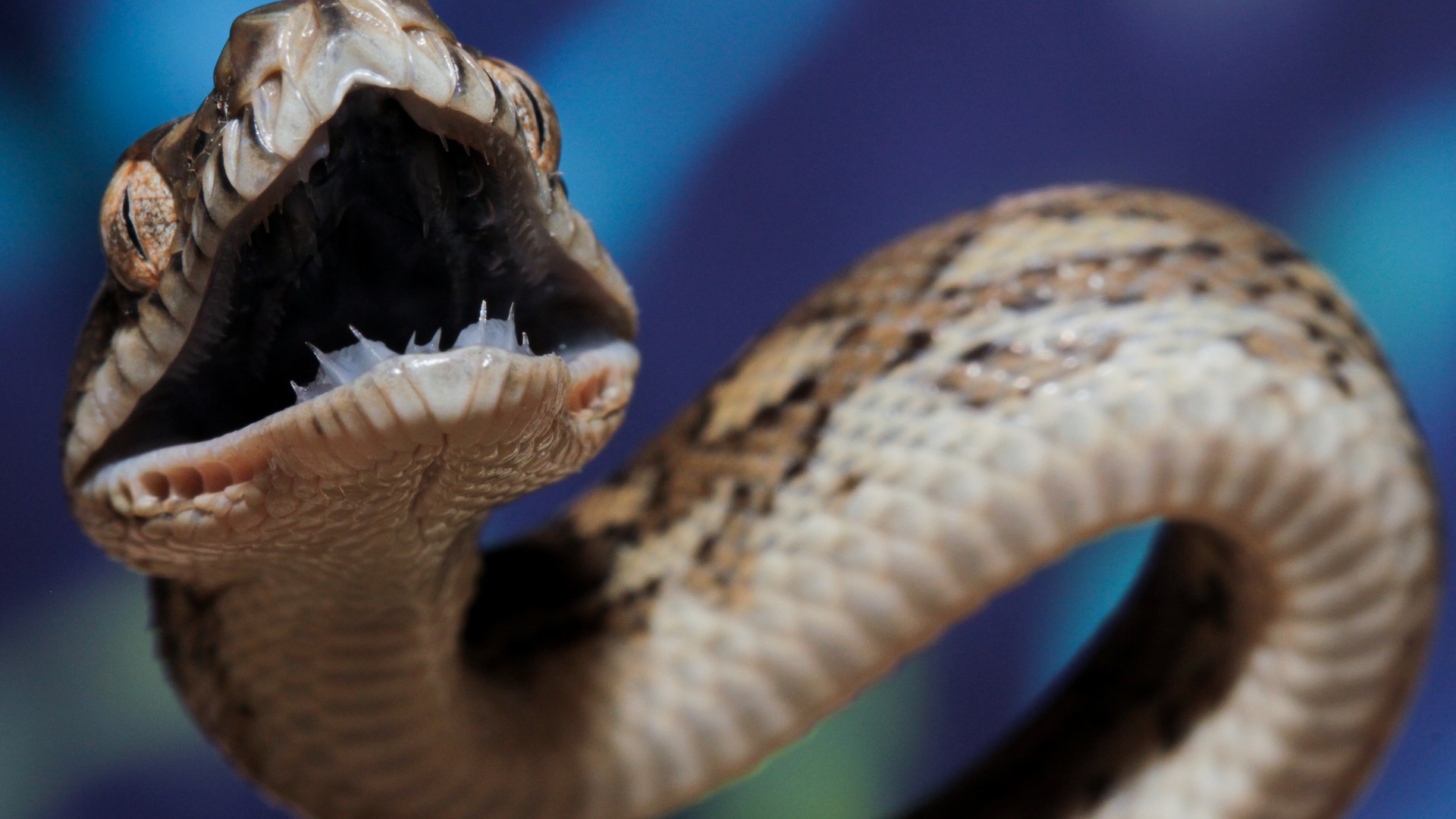 Coastal carpet python, Australia, teeth, tourism, eyes, angry, attack, animal, reptile, blue, grey, brown, snake (horizontal)