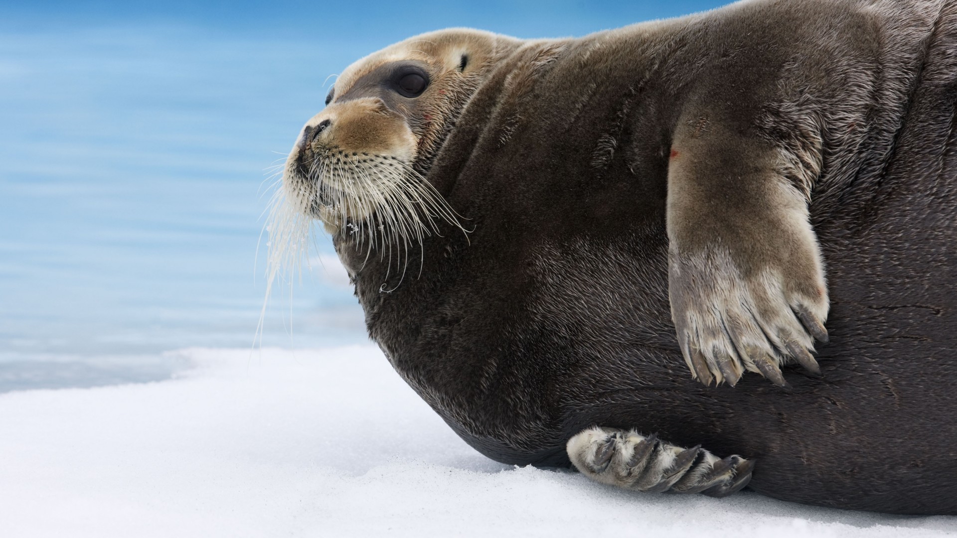 Bearded Seal, Arctic, Pacific, Ocean, Hudson Bay, ice, blue, white, water, tourism (horizontal)