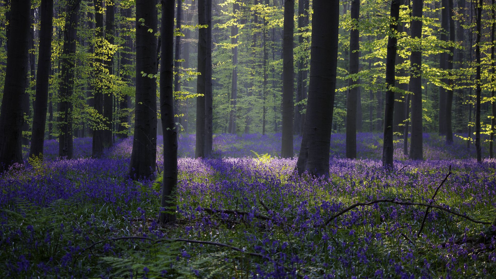 forest, bluebell, sunlight, spring, Halle, Belgium, 4k, 5k (horizontal)