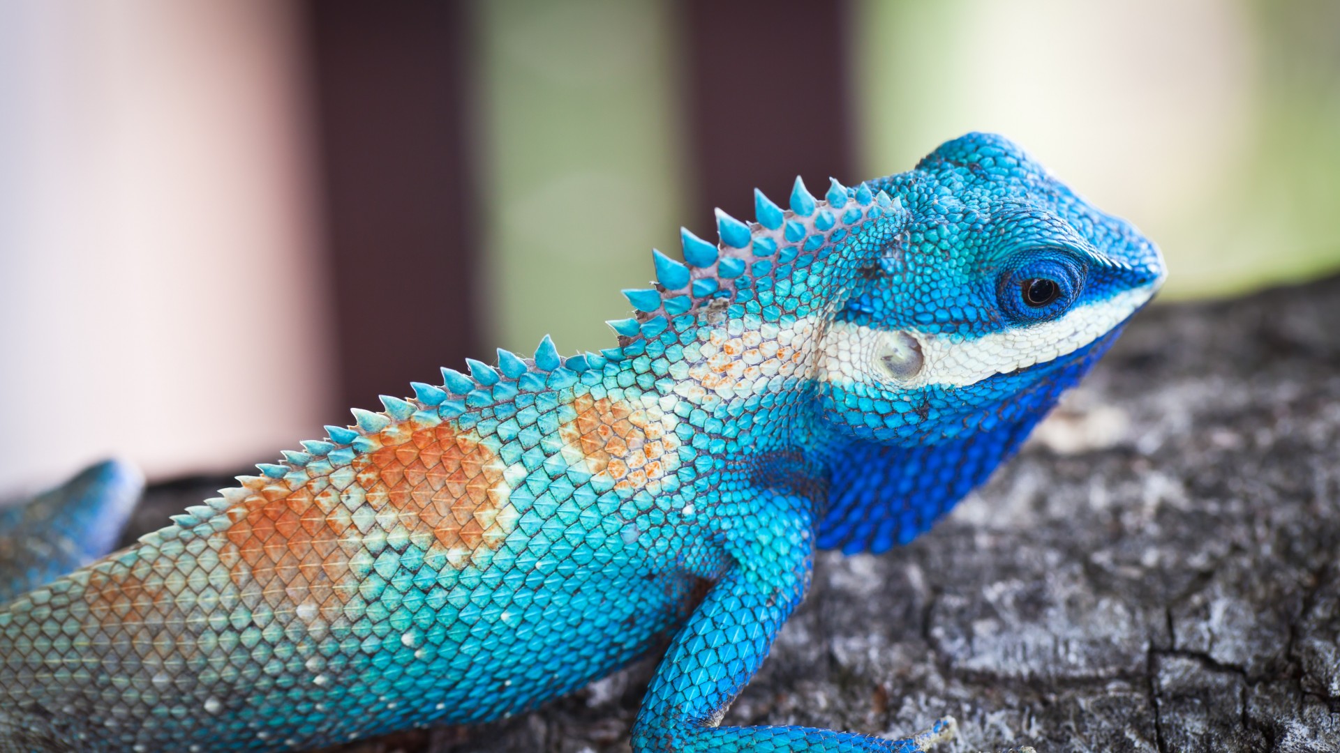 Lacerta viridis, Blue iguana, tree, nature, reptiles, animal, lizard (horizontal)