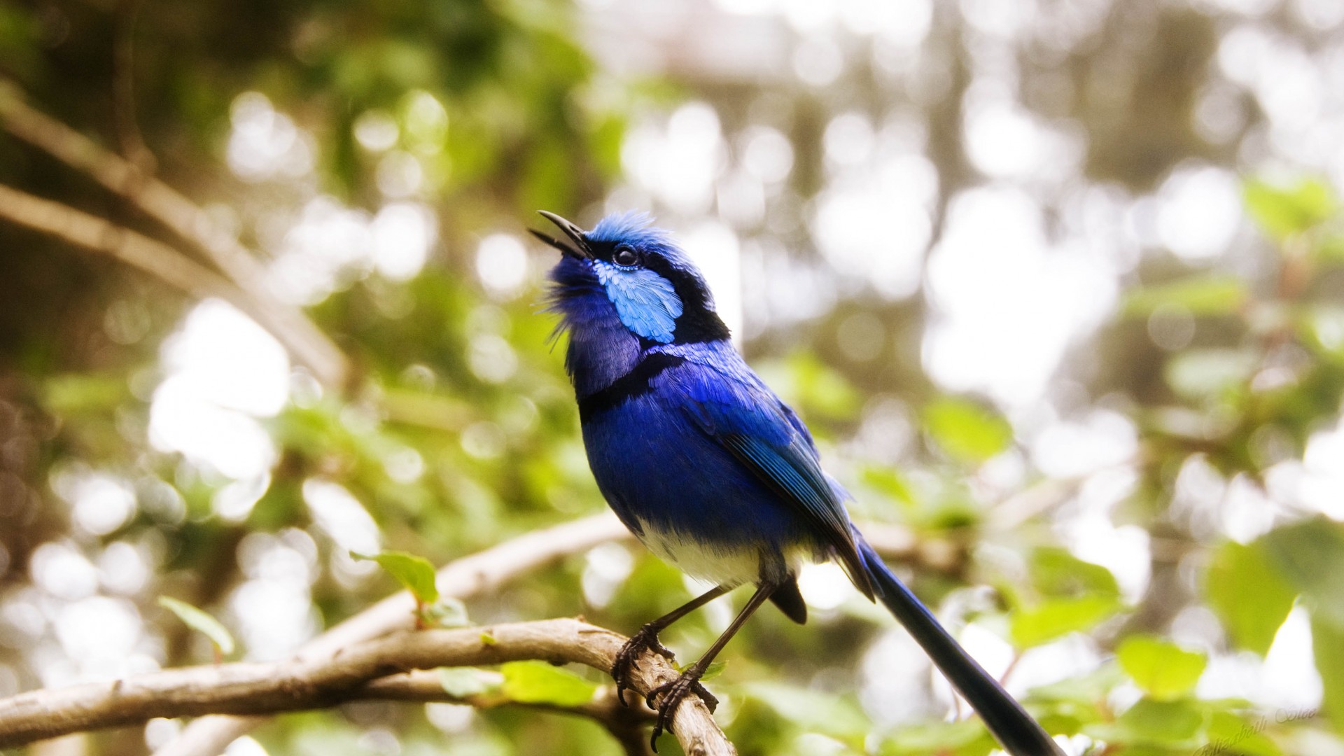 Cafe Poet, Australia, bird, blue, nature, green, animal, blue, eyes, branch (horizontal)