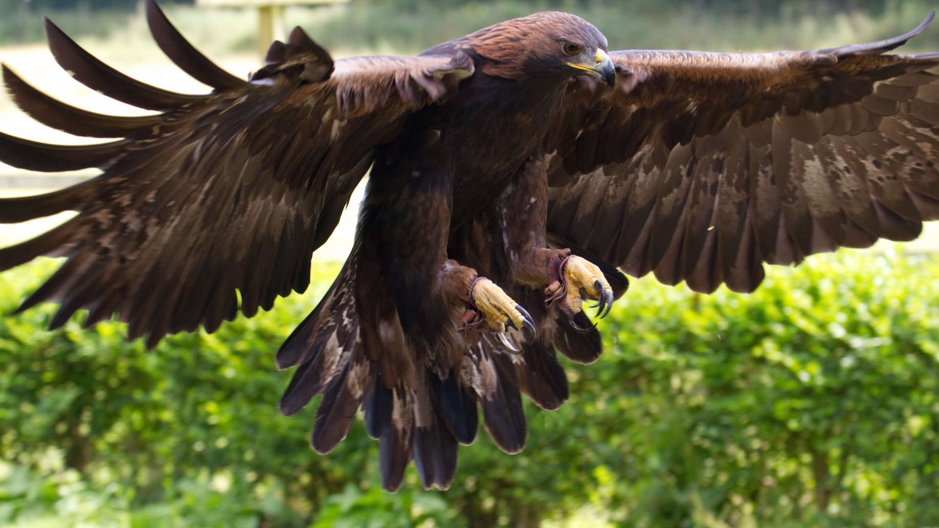 Golden Eagle, Mexico, bird, animal, nature, wings, brown, green grass, tourism (horizontal)