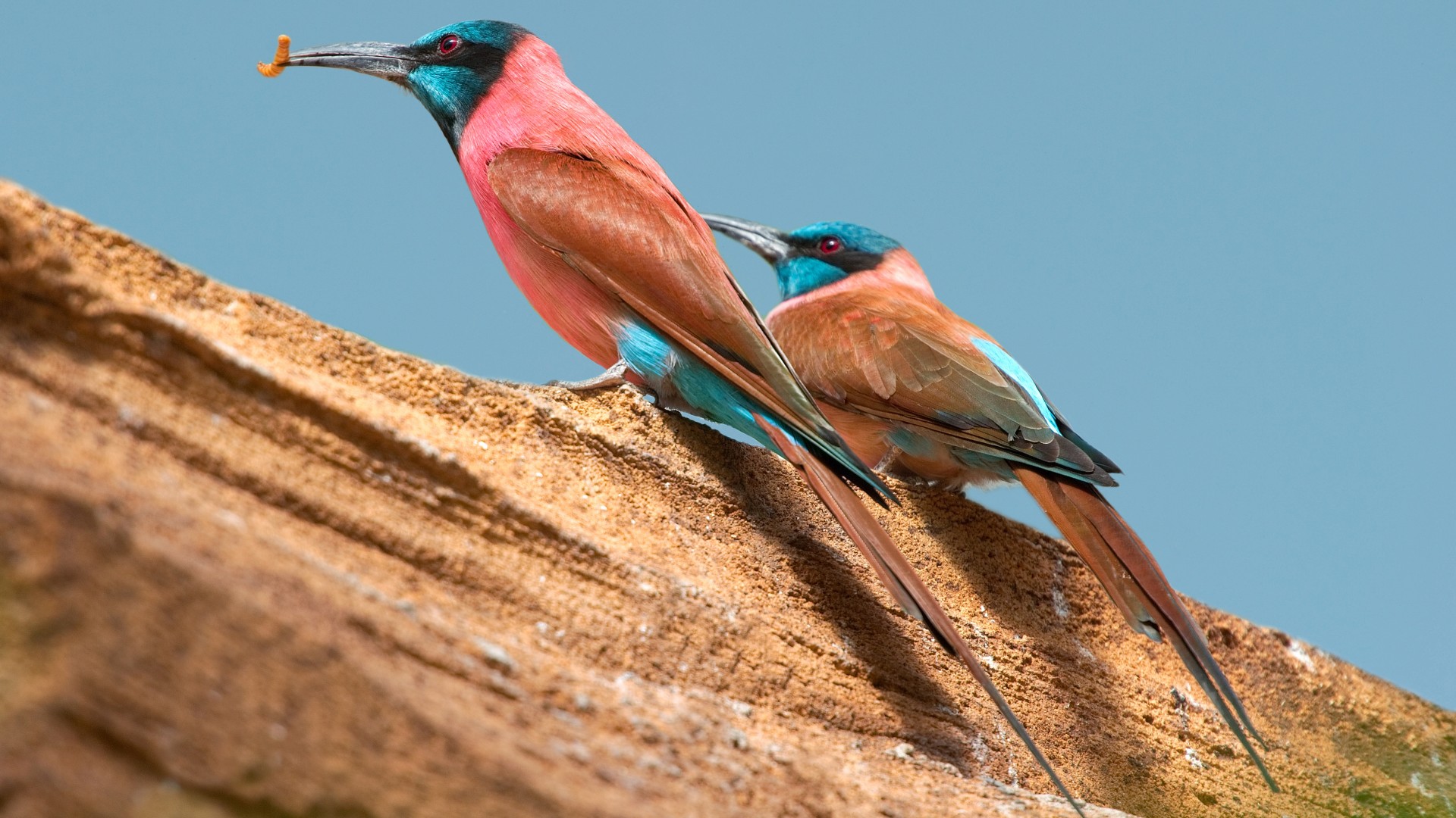 Northern carmine bee-eater, Central African Republic, tourism, branch, pink, red, eyes, nature, animal, birds (horizontal)