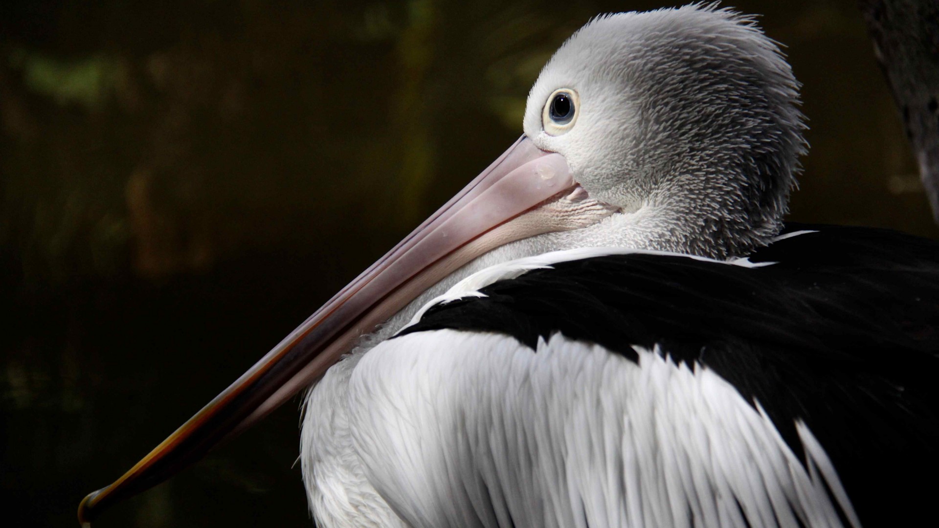 Australian pelican, New Guinea, close-up, white, gray, bird, animal, nature, tourism (horizontal)