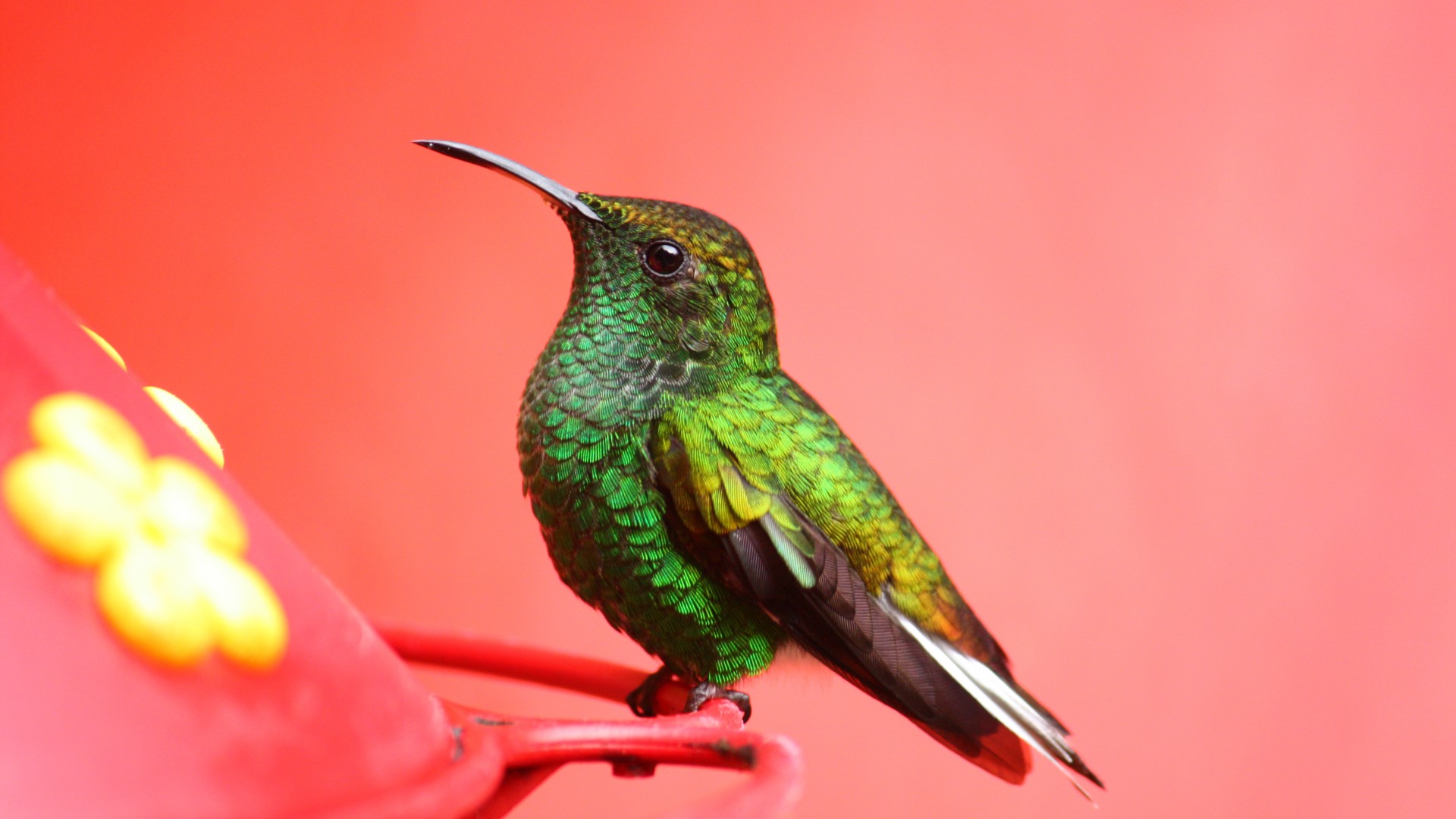 Bird, 5k, 4k wallpaper, green, pink, eyes, exotic, tropical, nature (horizontal)