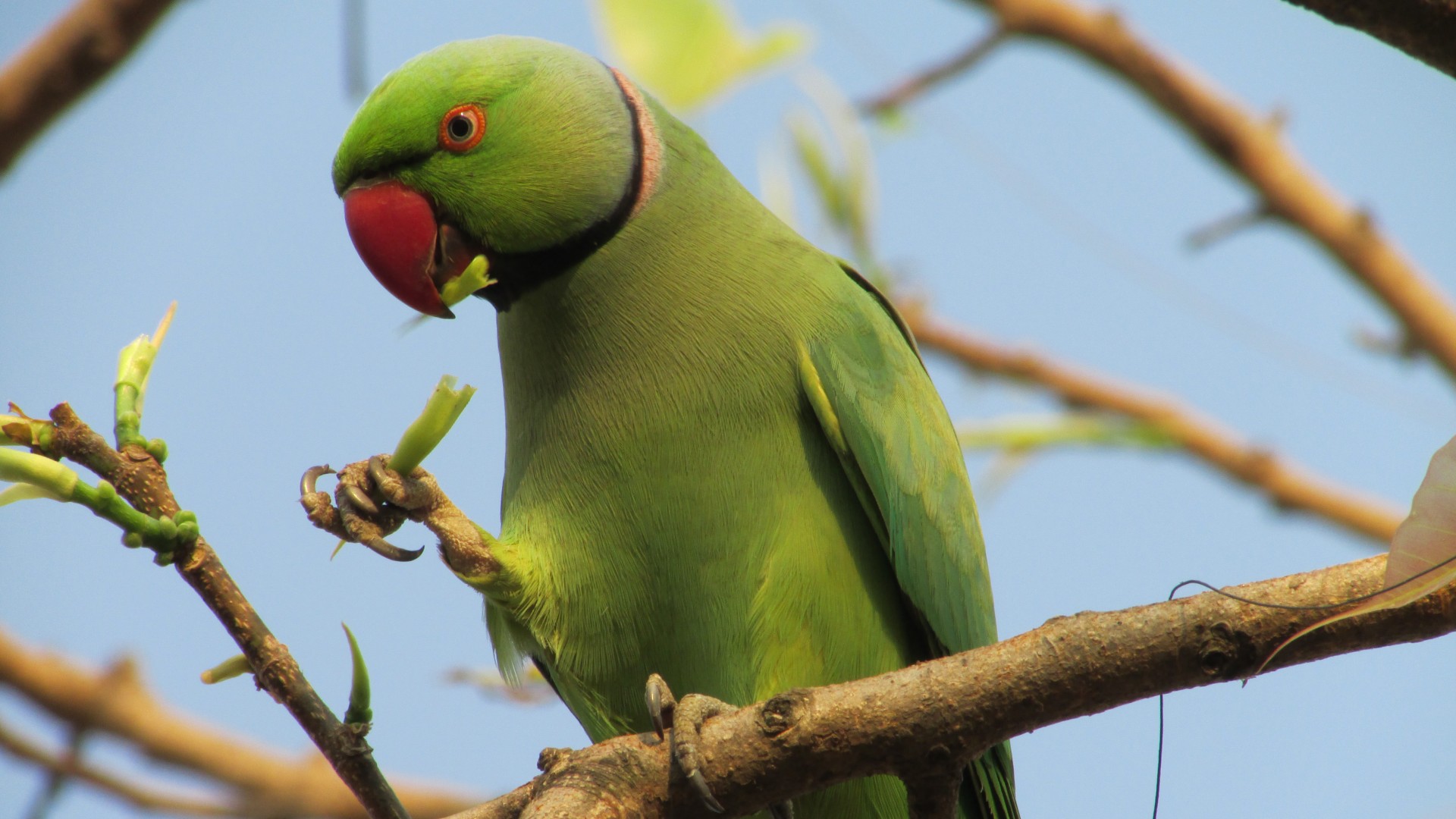 Indian ring parakeet, Australia, Great Britain, United States, tourism, green, bird, branch, nature (horizontal)