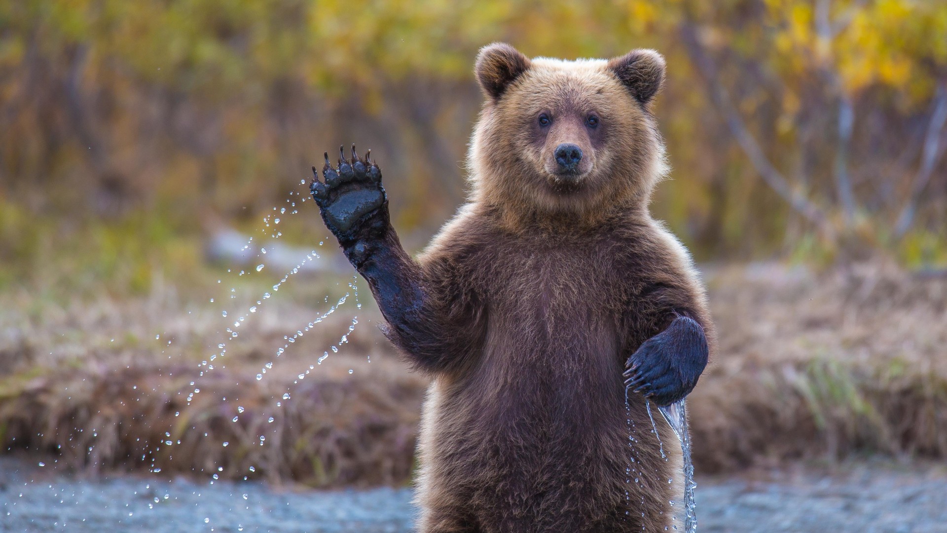 Bear, 4k, HD wallpaper, Hi, Water, National Geographic, Big (horizontal)