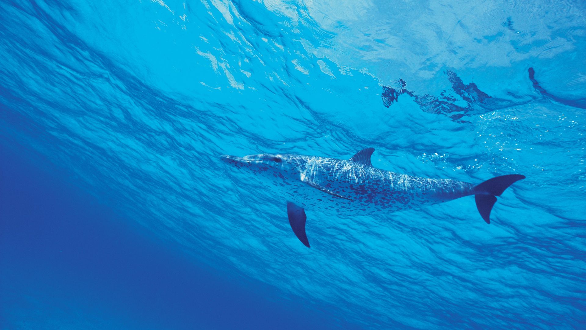 dolphin, underwater, 4k (horizontal)