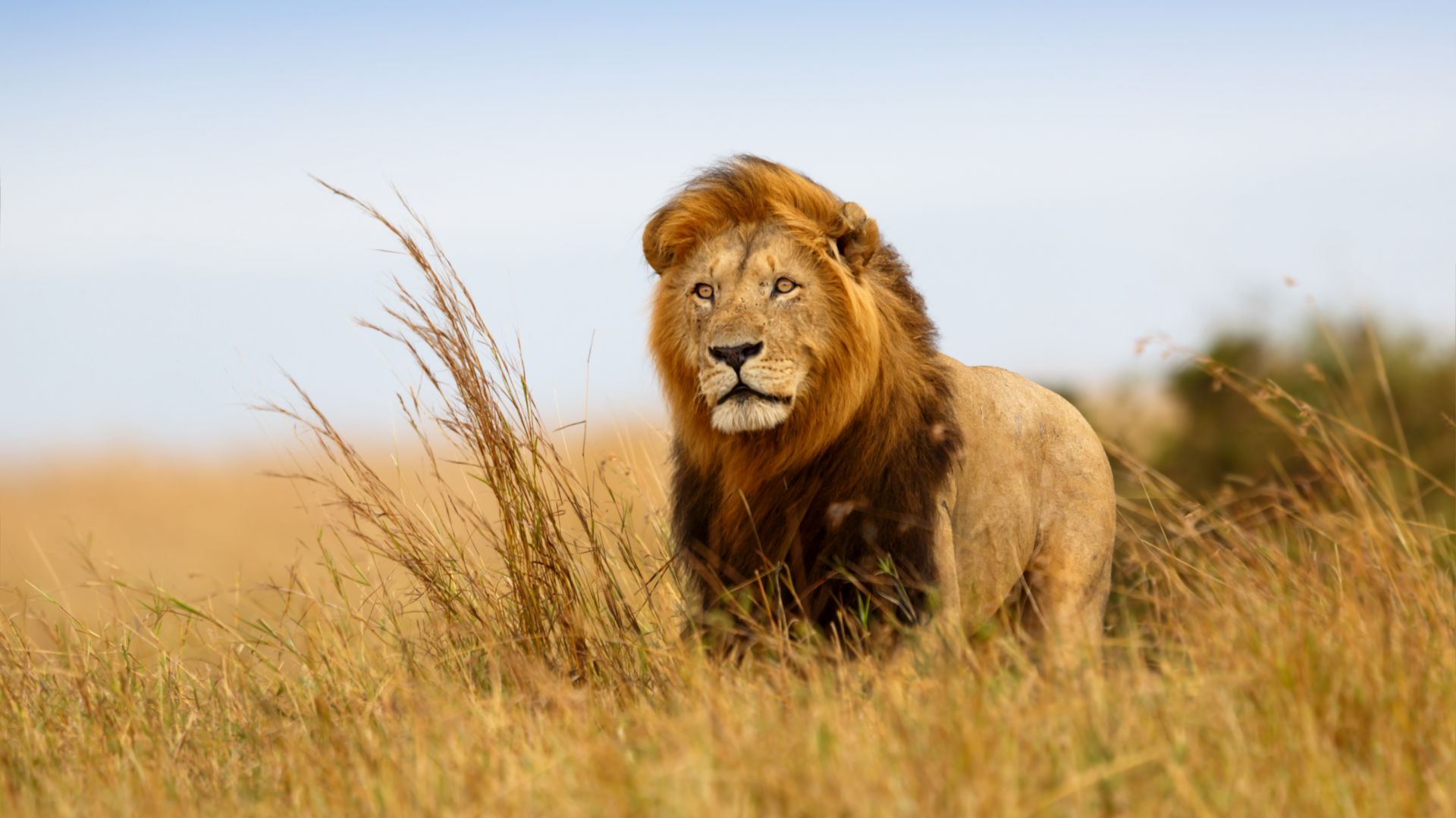 lion, savanna, 5k (horizontal)