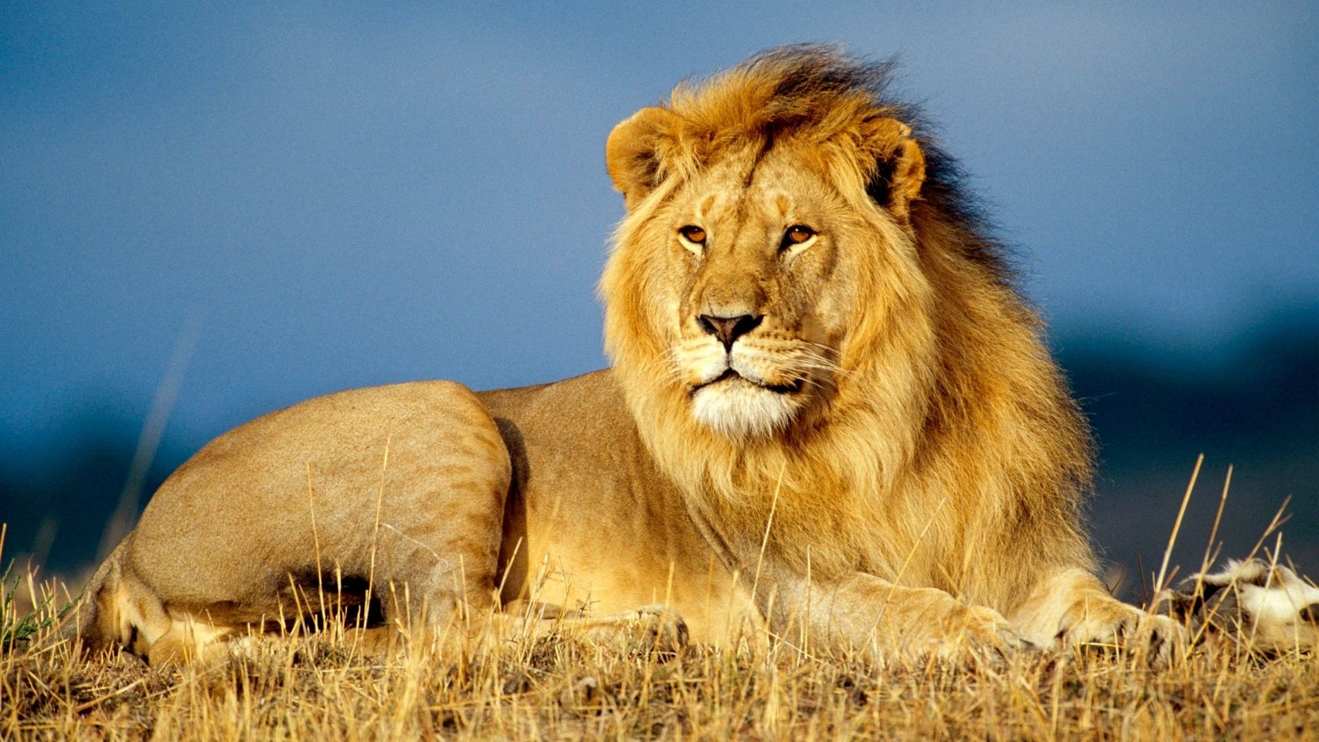 lion, savanna, 4k (horizontal)