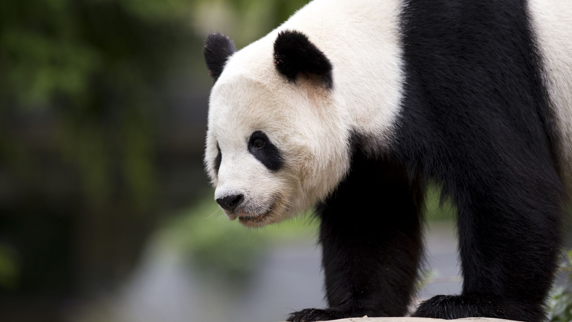panda, cute animals, 6k (horizontal)