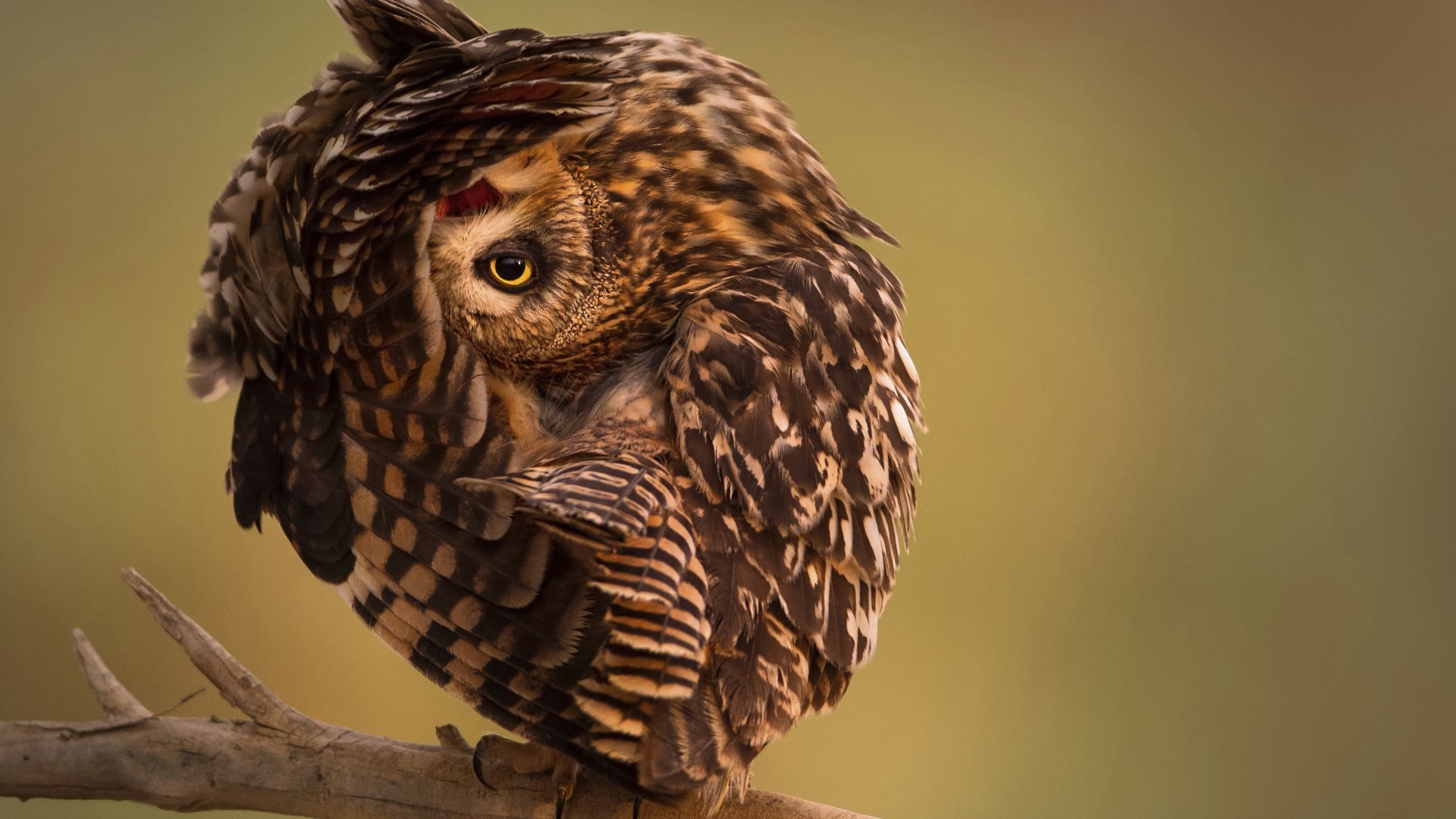 Wallpaper National Geographic, 4k, HD wallpaper, Owl, Funny, Animals #149 -  Page 3