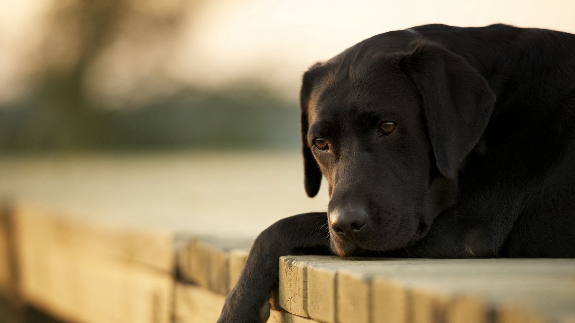 Labrador, dog, 4k (horizontal)