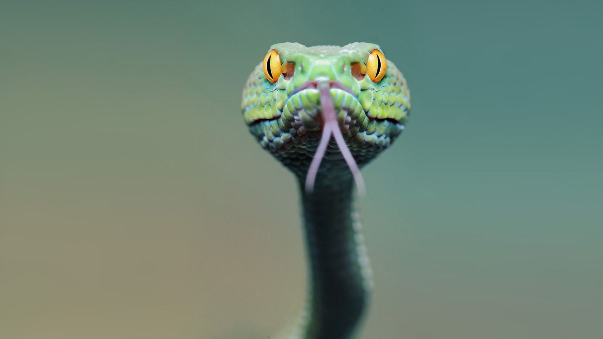 snake, green, 4k (horizontal)
