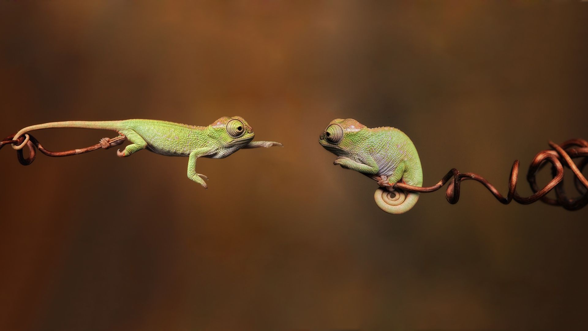 chameleon, 4k (horizontal)