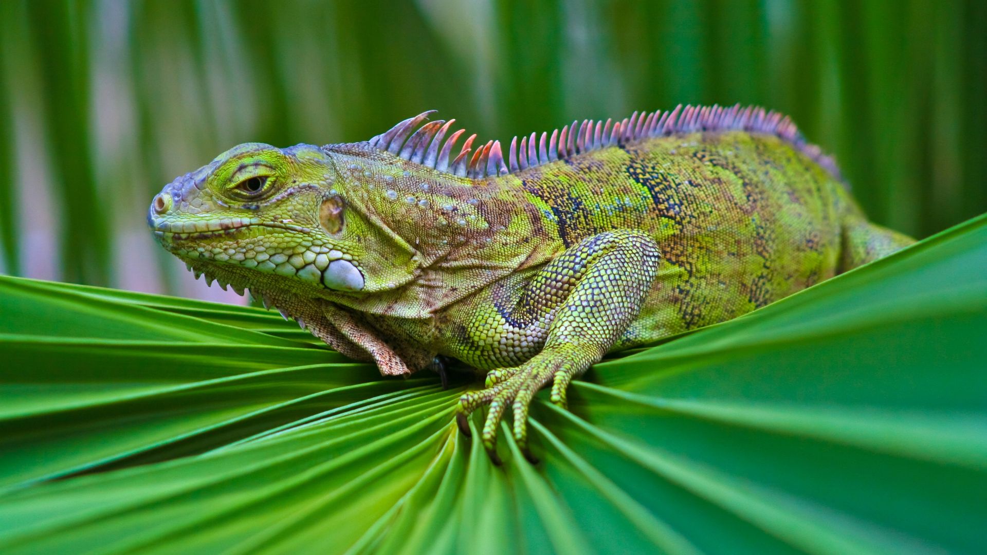 iguana, green, 6k (horizontal)