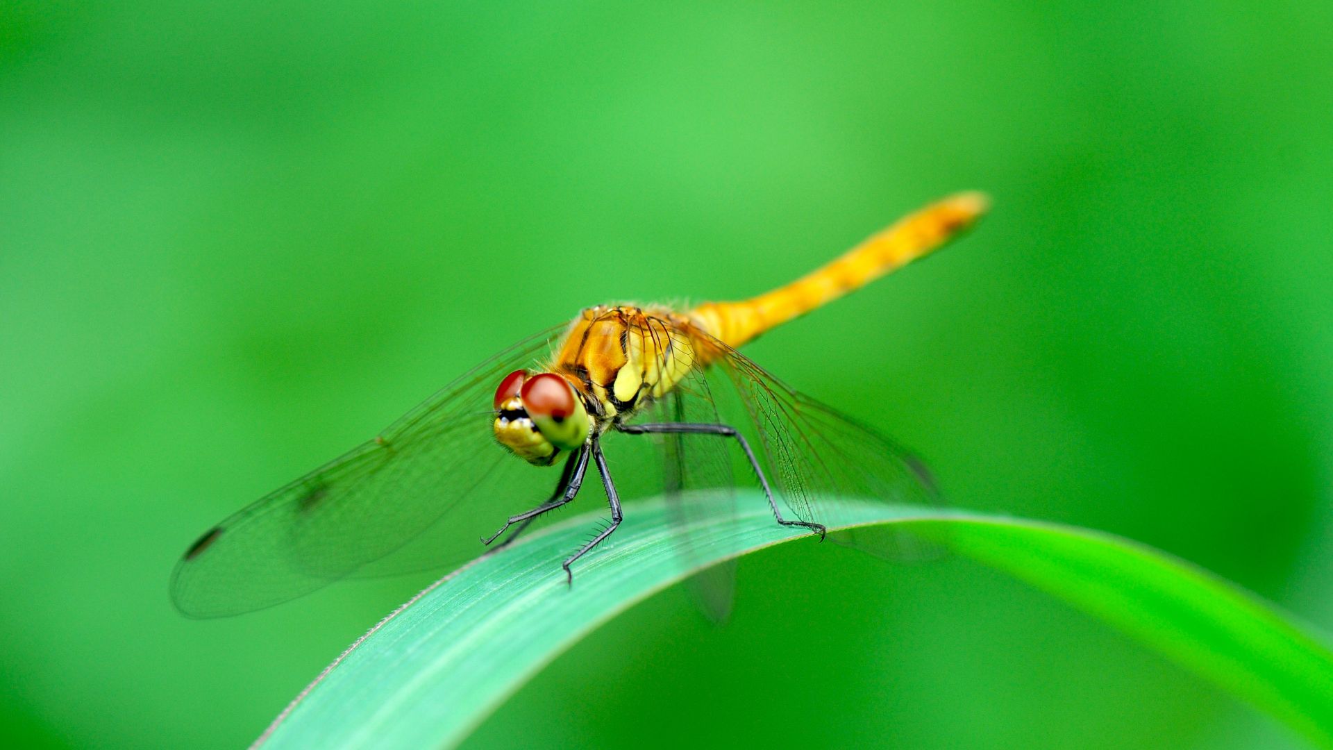 dragonfly, green, 4k (horizontal)