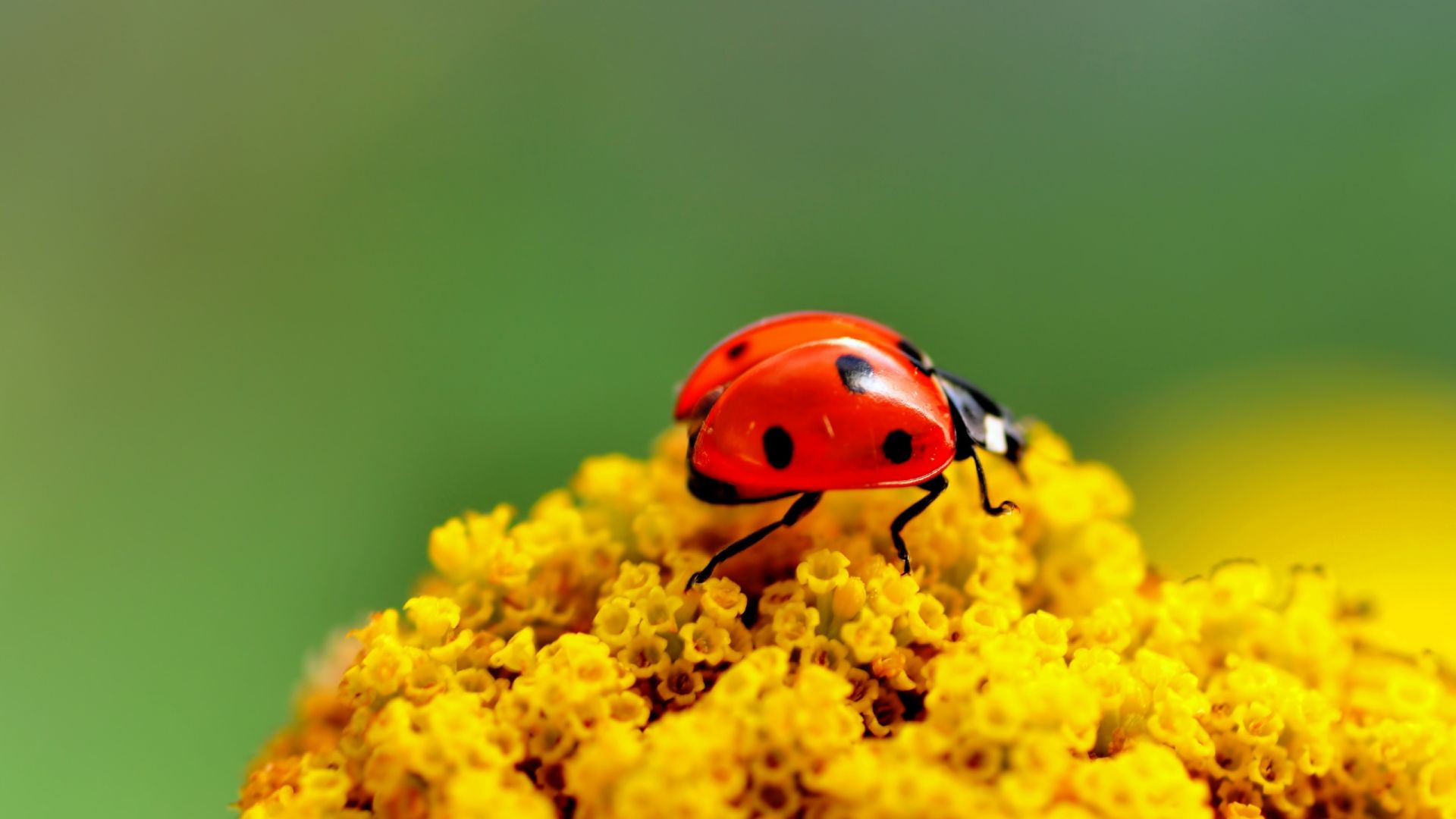 ladybug, 4k (horizontal)