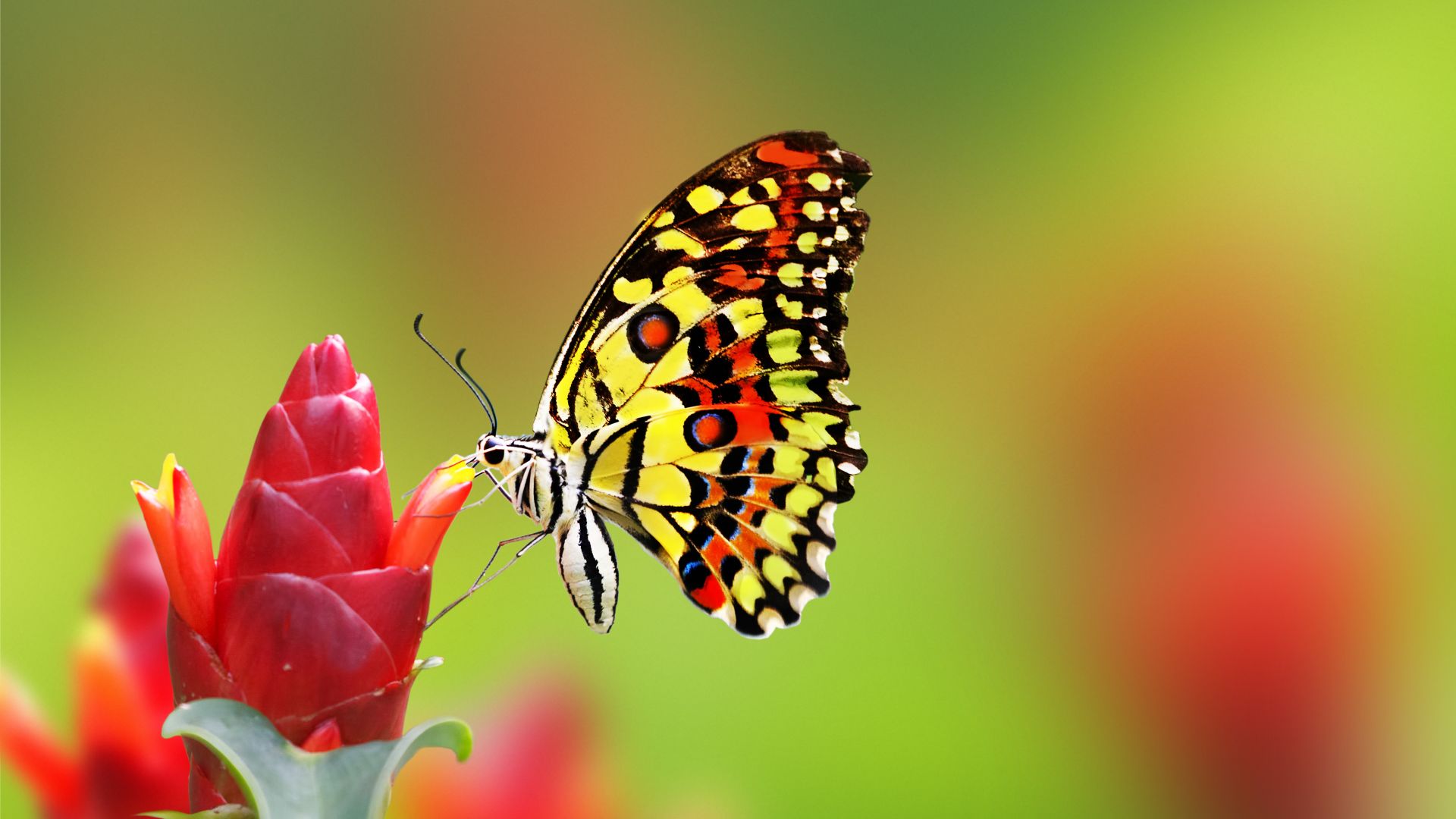 butterfly, flowers, 4k (horizontal)
