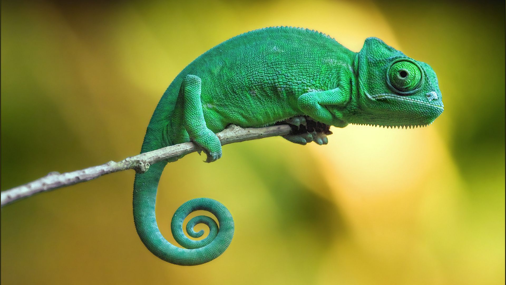 chameleon, 4k (horizontal)