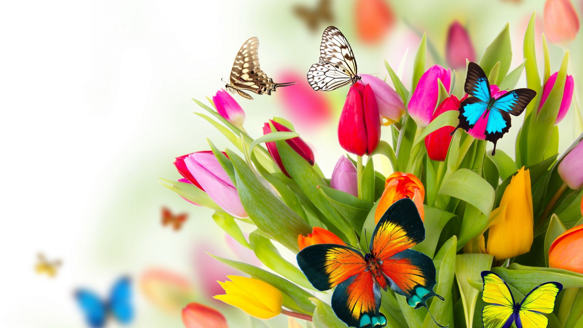 butterfly, flowers, tulips, 4k (horizontal)