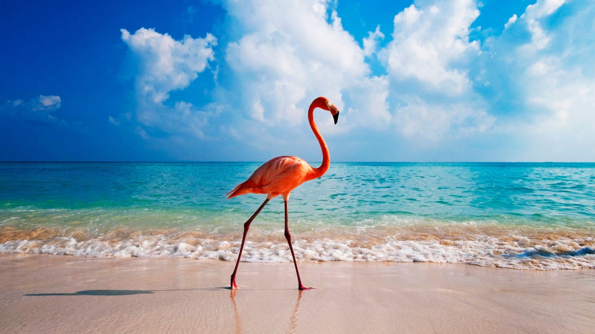 flamingo, bird, beach, ocean, 4k (horizontal)