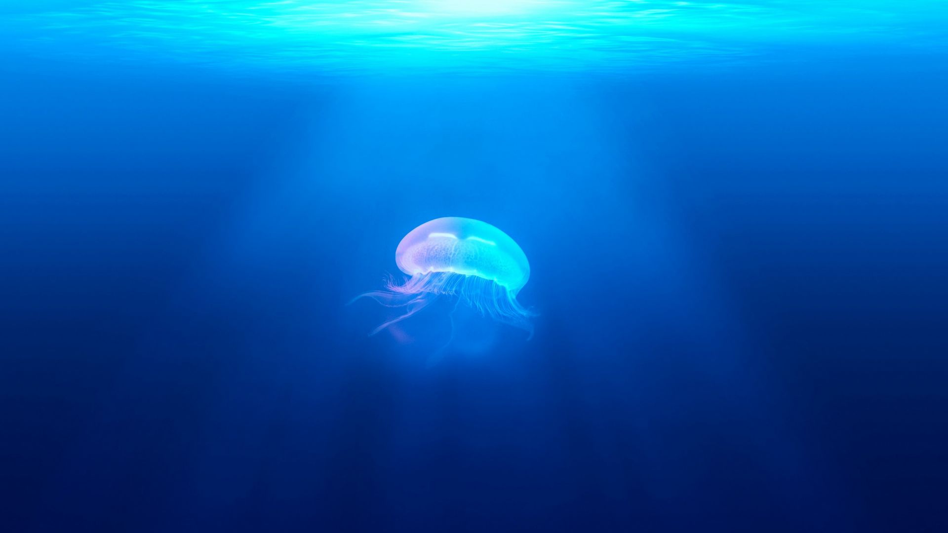 jellyfish, underwater (horizontal)