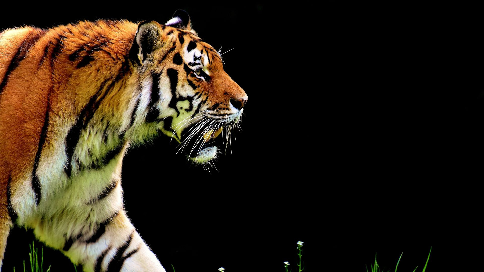 tiger, 4k (horizontal)