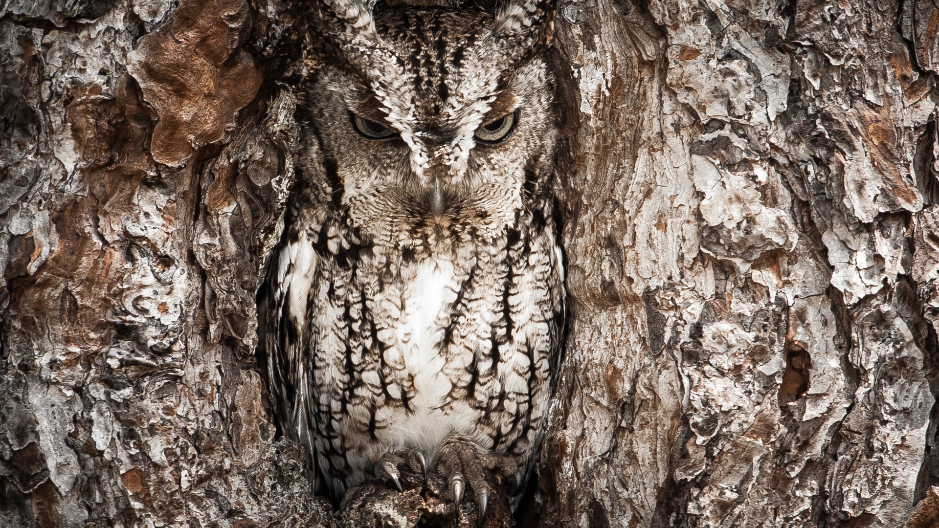 National Geographic, 4k, HD wallpaper, Owl, Hidden, Tree, Masking, Funny (horizontal)