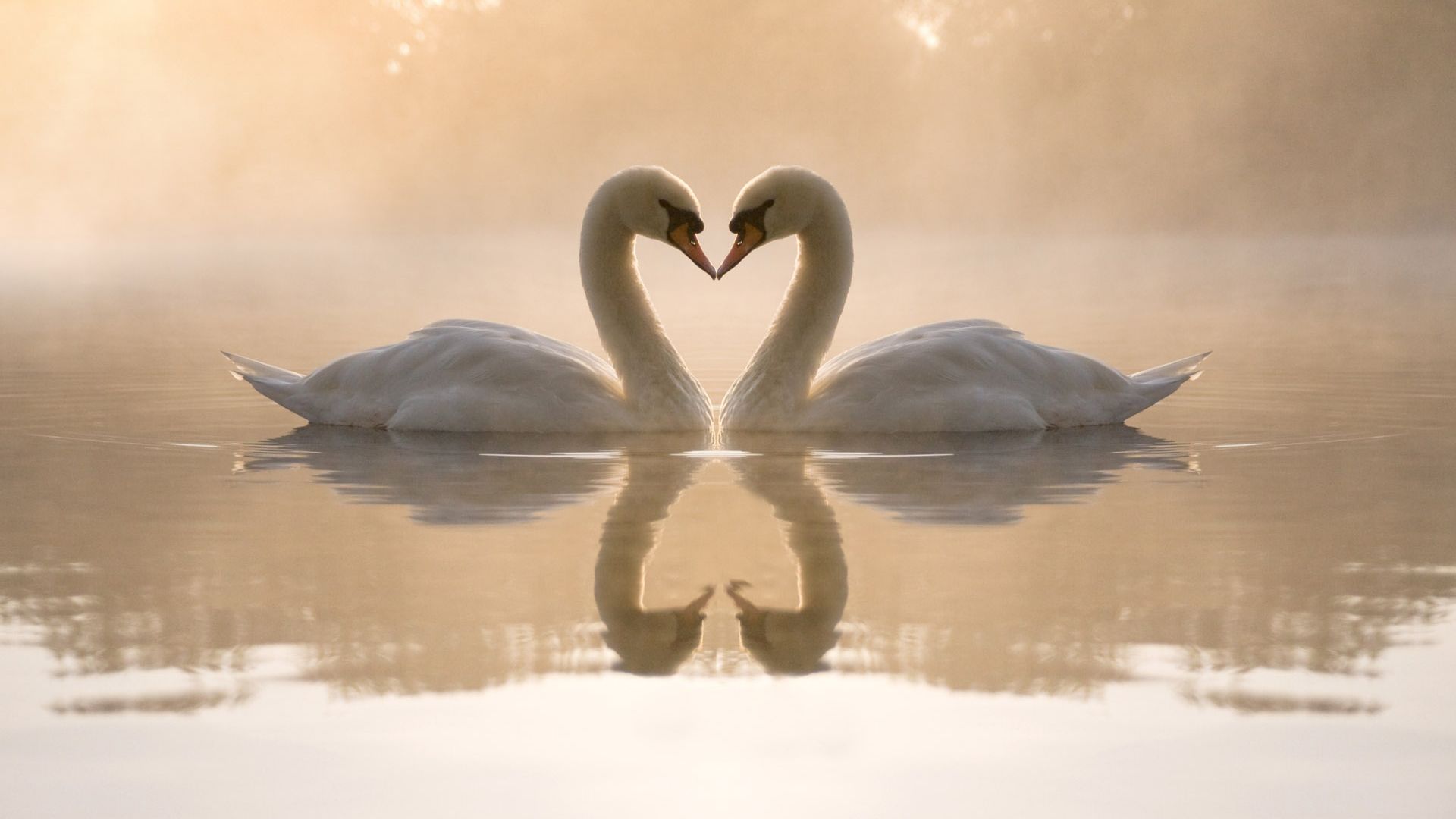 love image, swan, couple, lake, 4k (horizontal)