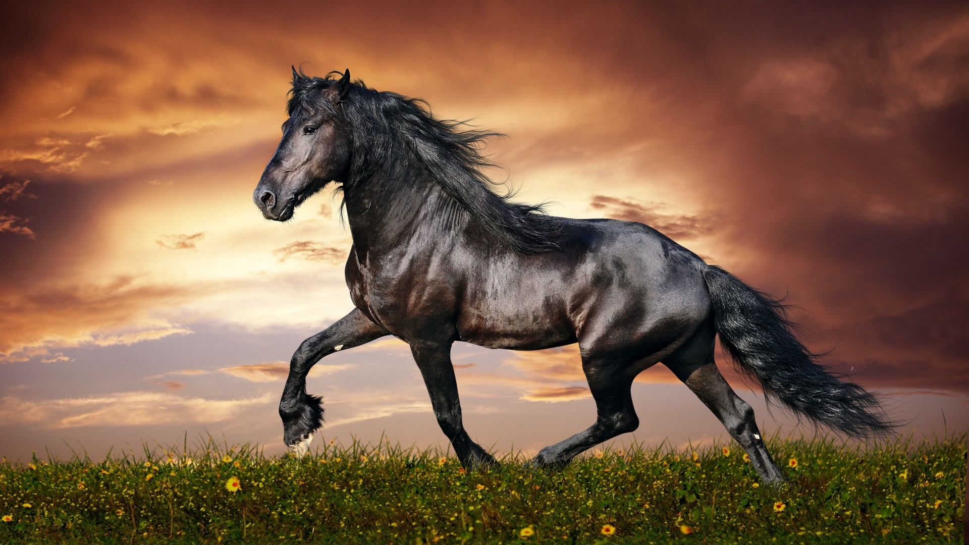 horse, 5k, 4k wallpaper, hooves, mane, galloping, black, sunset, green grass, sky, clouds (horizontal)