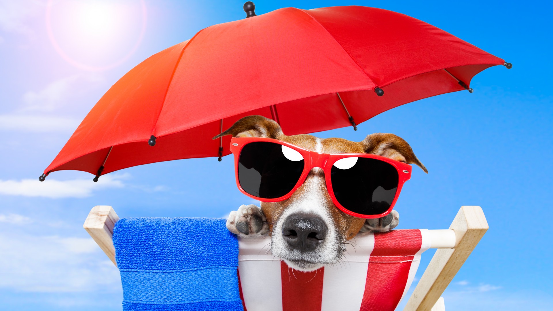Dog, puppy, sun, summer, beach, sunglasses, umbrella, vacation, animal, pet, sky (horizontal)