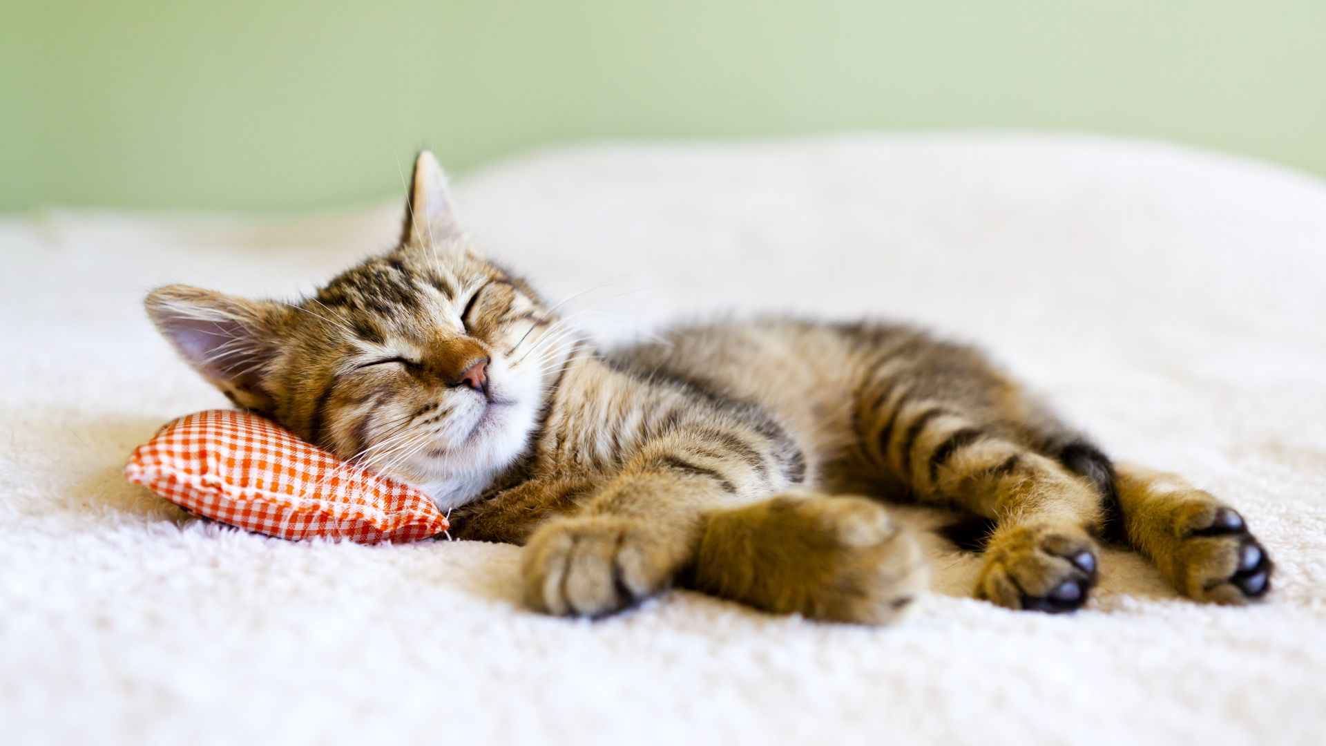 cat, cute animals, sleep, 5k (horizontal)