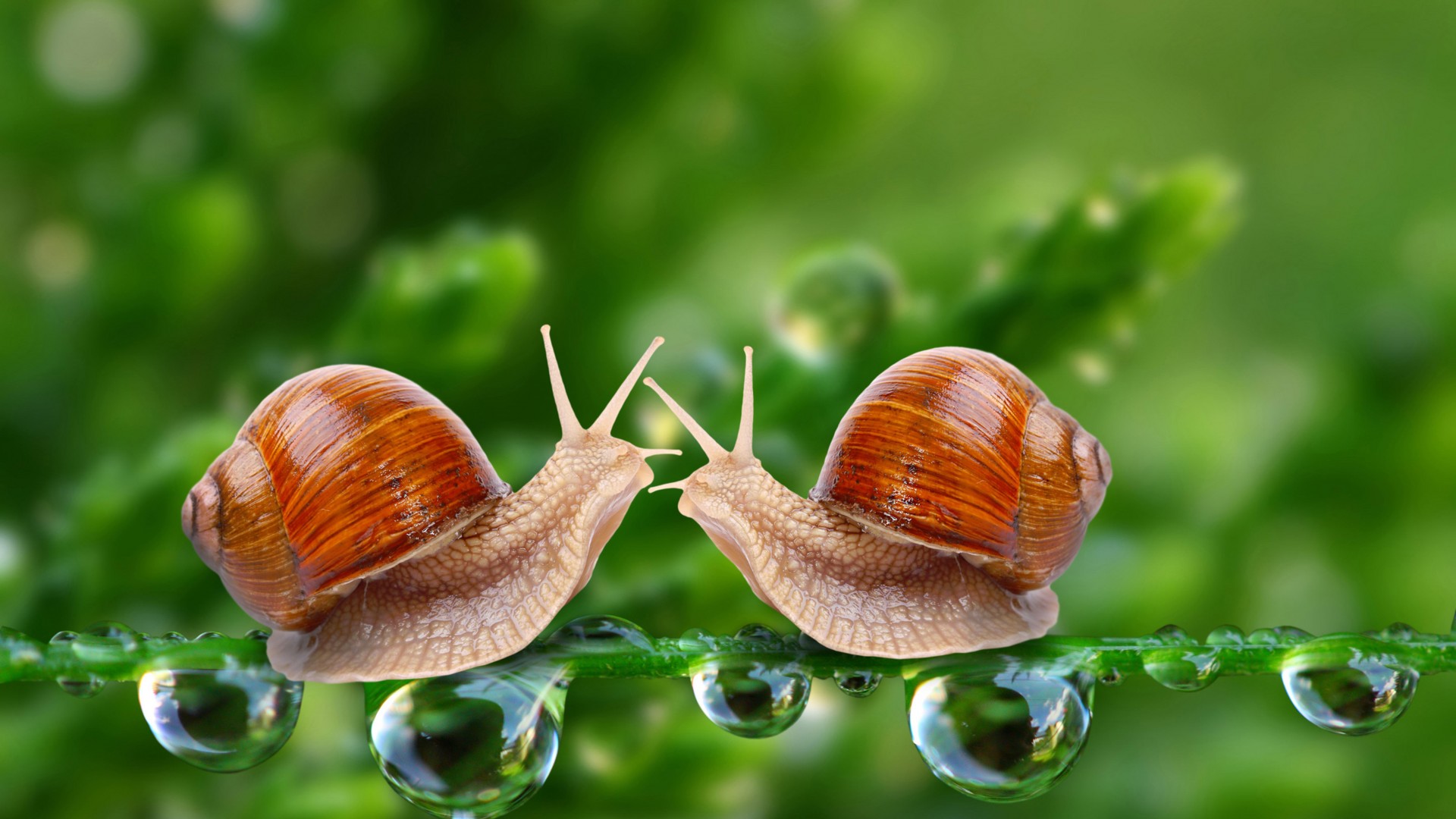 Snail, 5k, 4k wallpaper, water drops, green, nature, insects, close (horizontal)