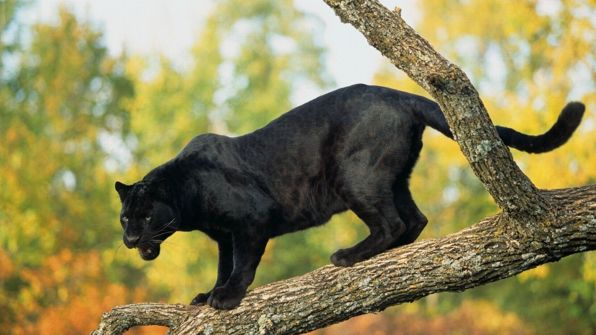 panther, black, 4k (horizontal)