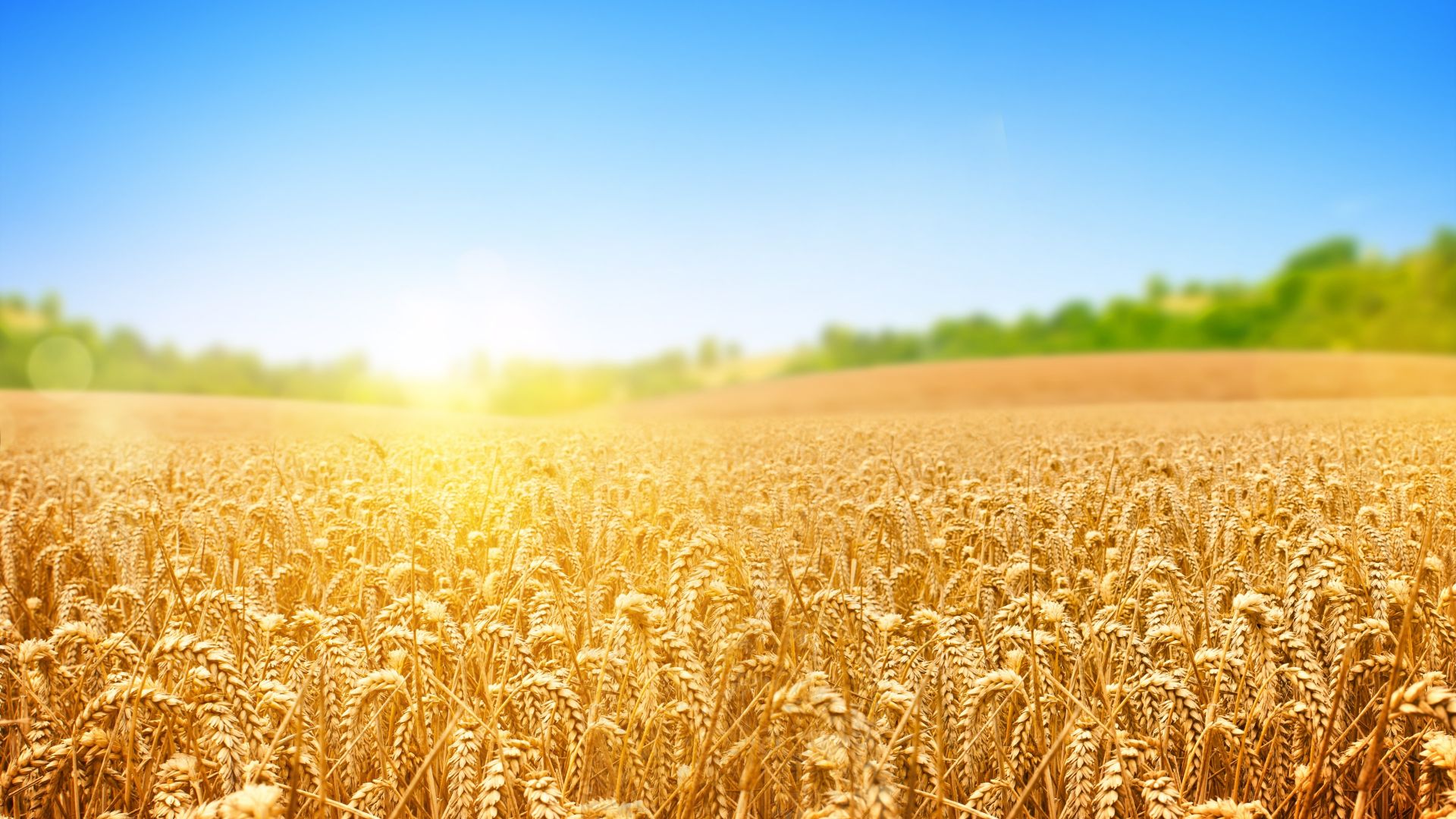 wheat, field, nature, sky, 4k (horizontal)