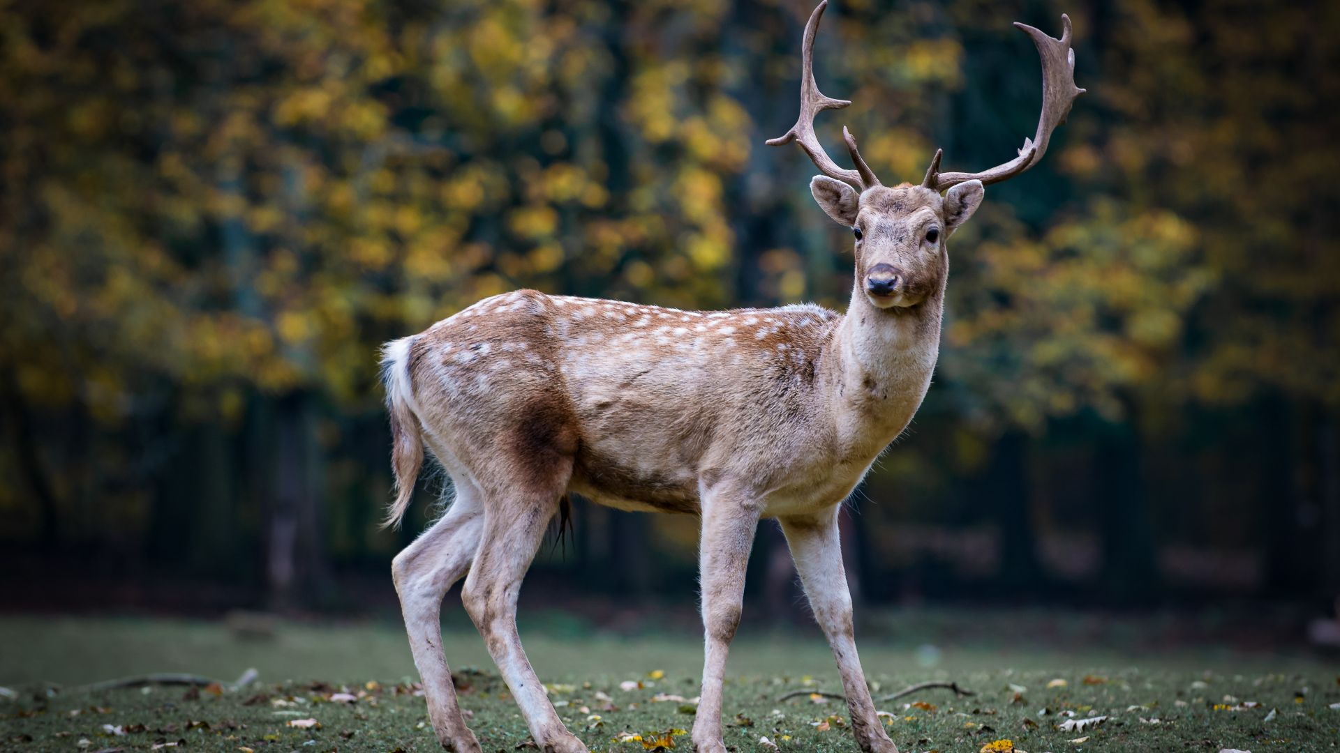 deer, cute animals, 5k (horizontal)