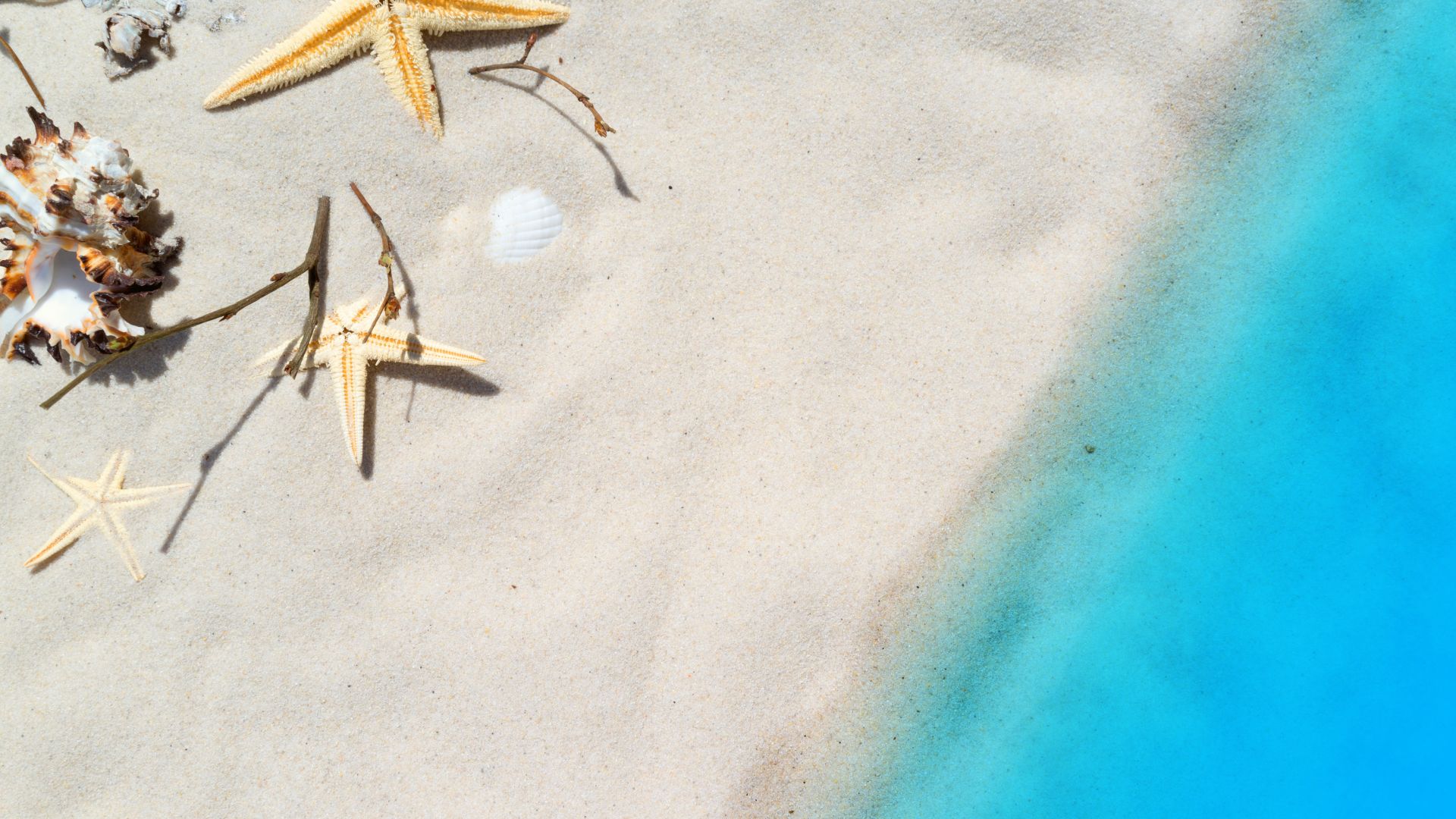beach, starfish, shell, sand, 8k (horizontal)