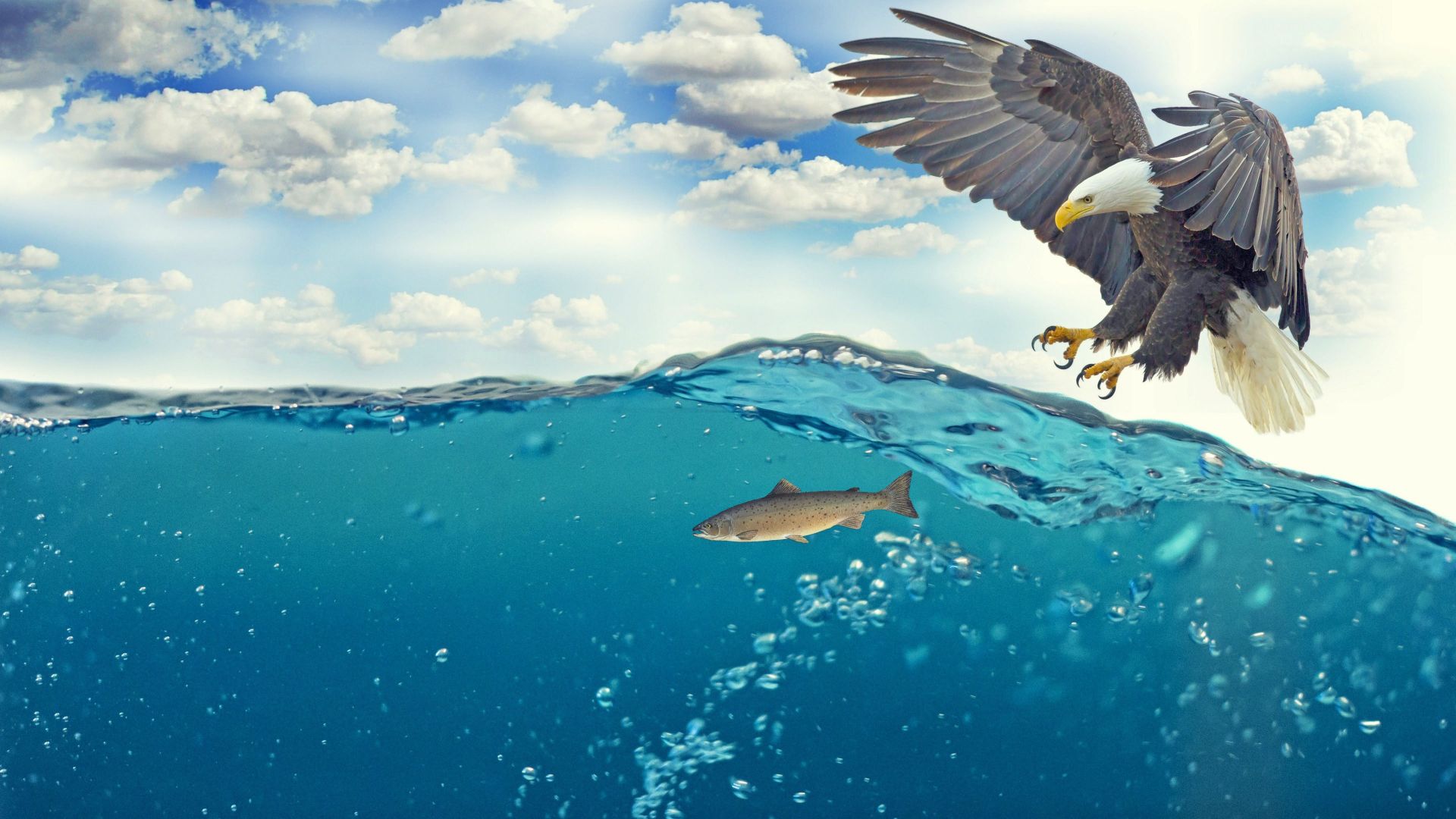 Fish, eagle, underwater, 4k (horizontal)