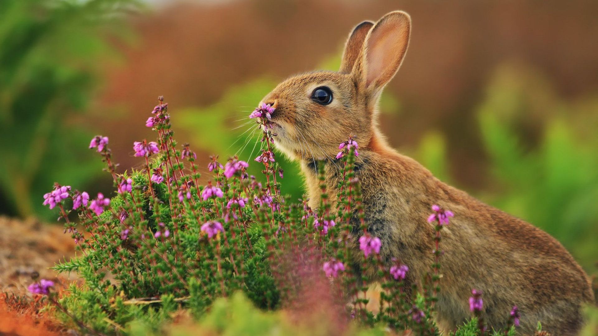 rabbit, cute animals, flowers, 4k (horizontal)
