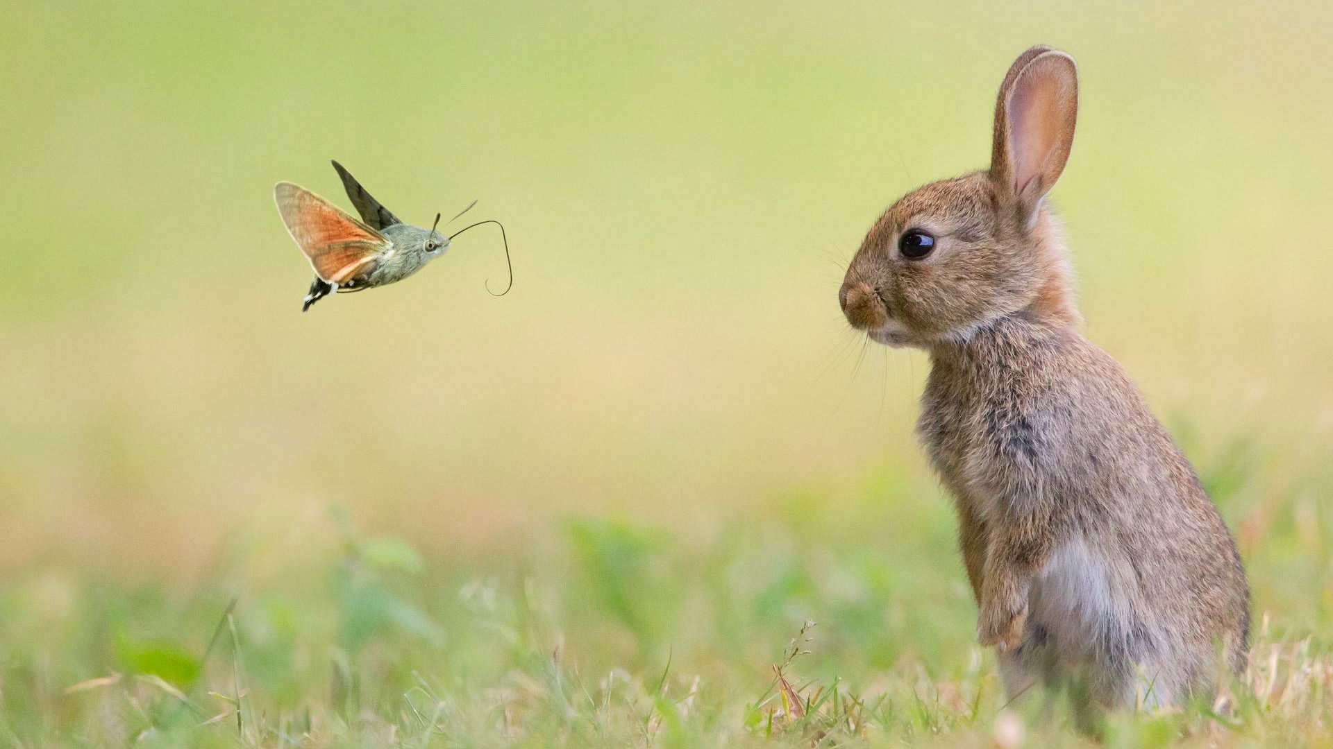rabbit, cute animals, butterfly, 4k (horizontal)