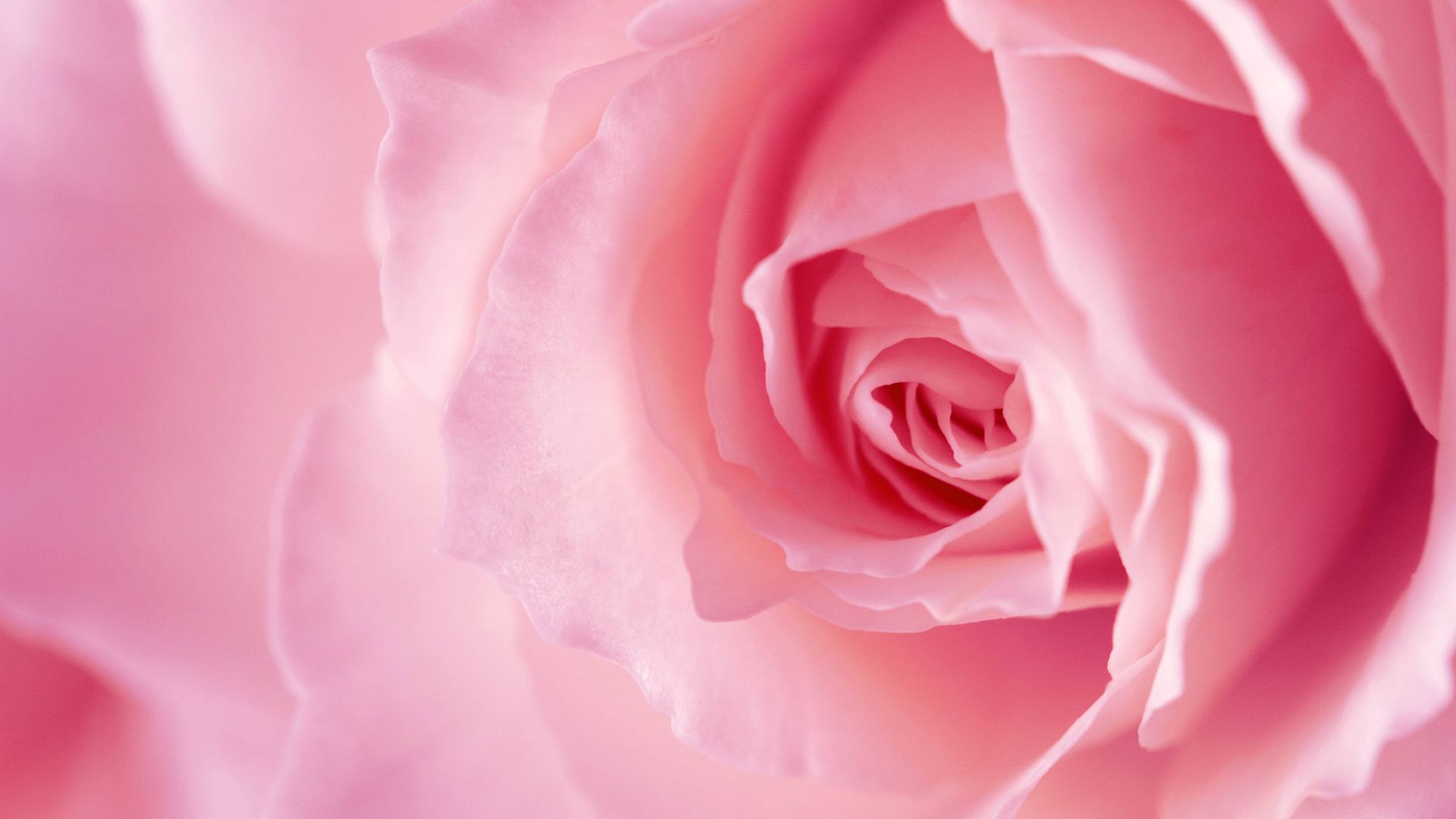 flower, rose, pink, 4k (horizontal)