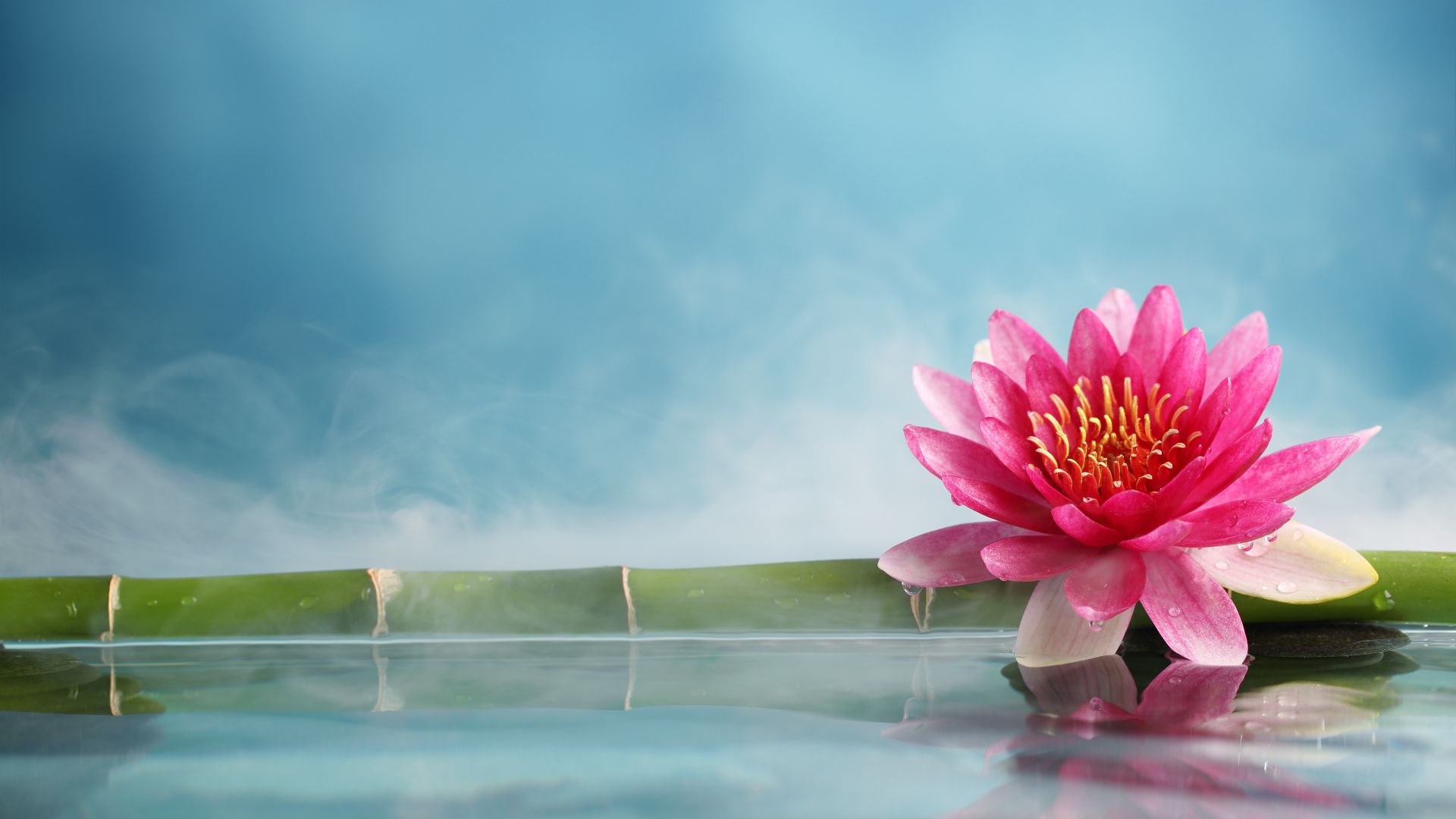 lotus, flower, bamboo, water, 5k (horizontal)
