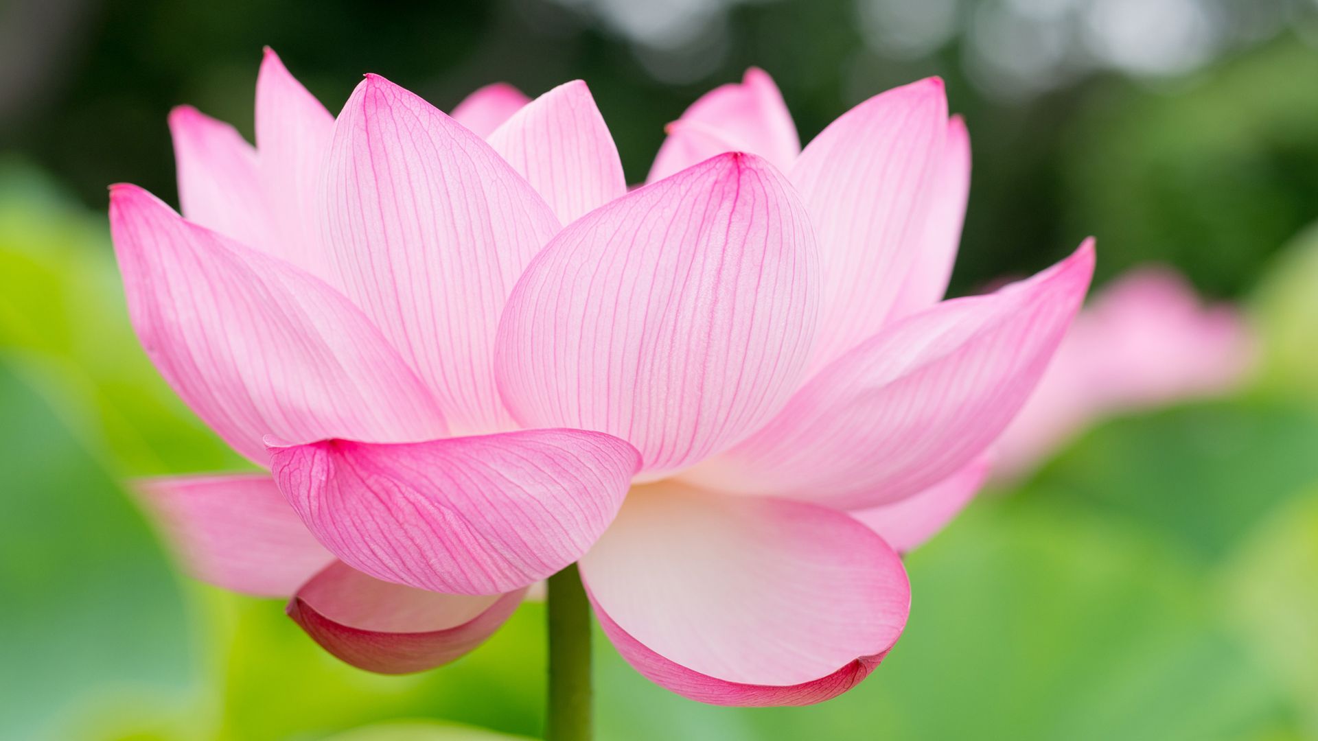 lotus, flower, 4k (horizontal)